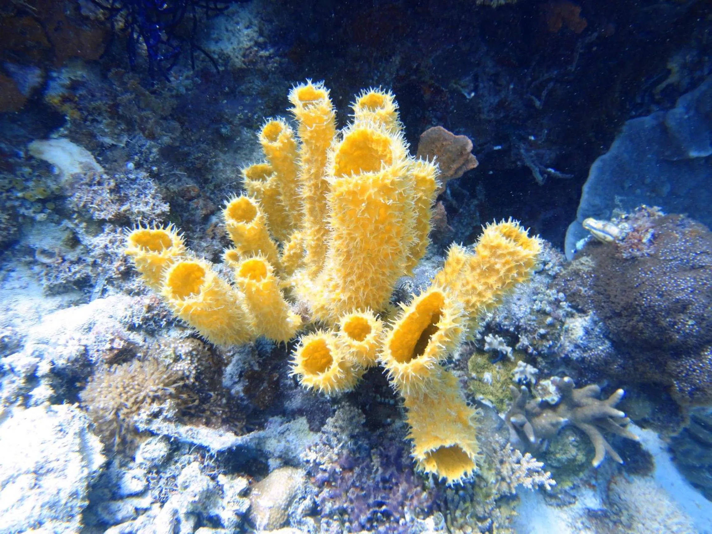 Diving in Budi Sun Resort, Flores, Maumere