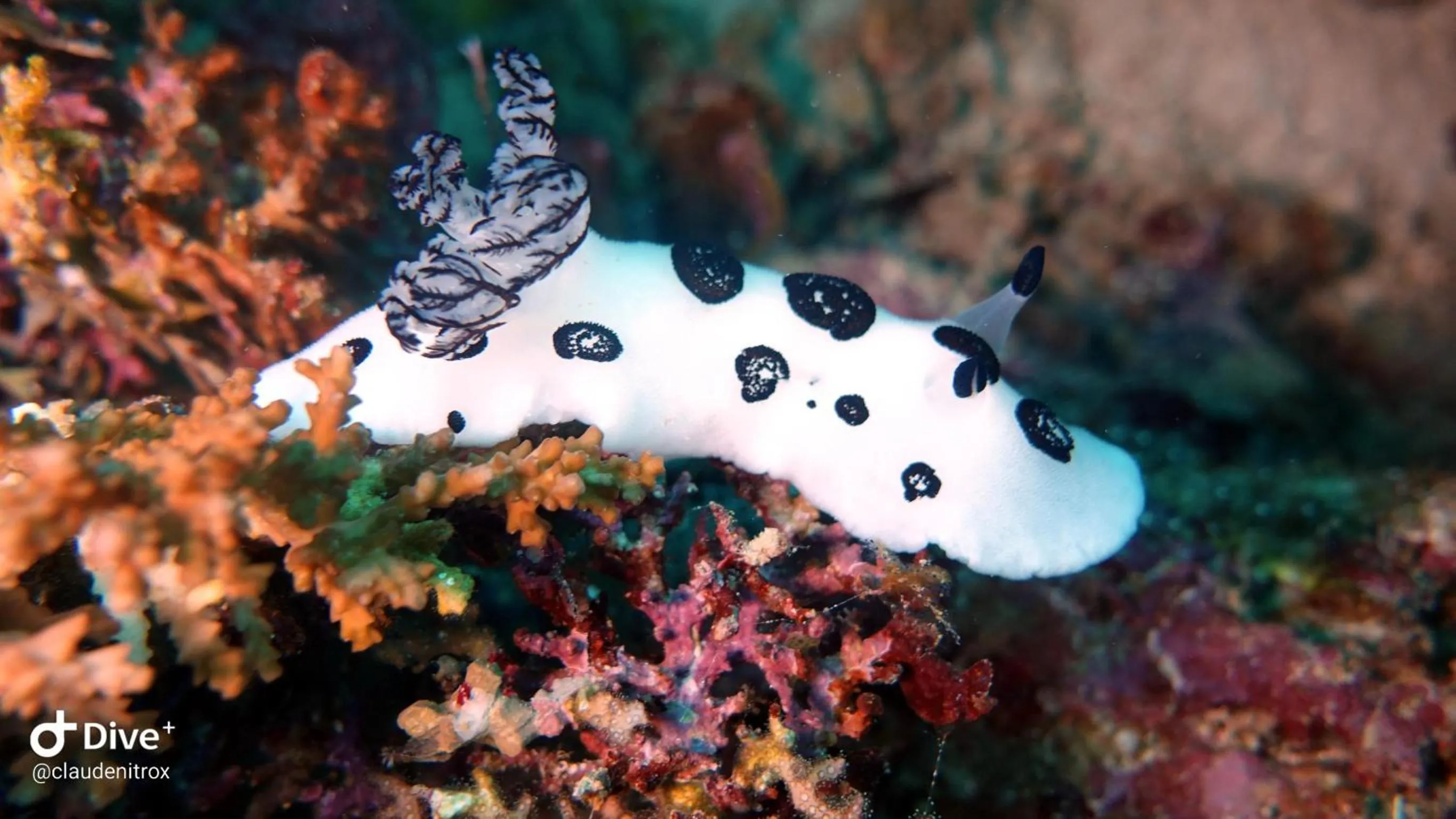 Diving in Budi Sun Resort, Flores, Maumere