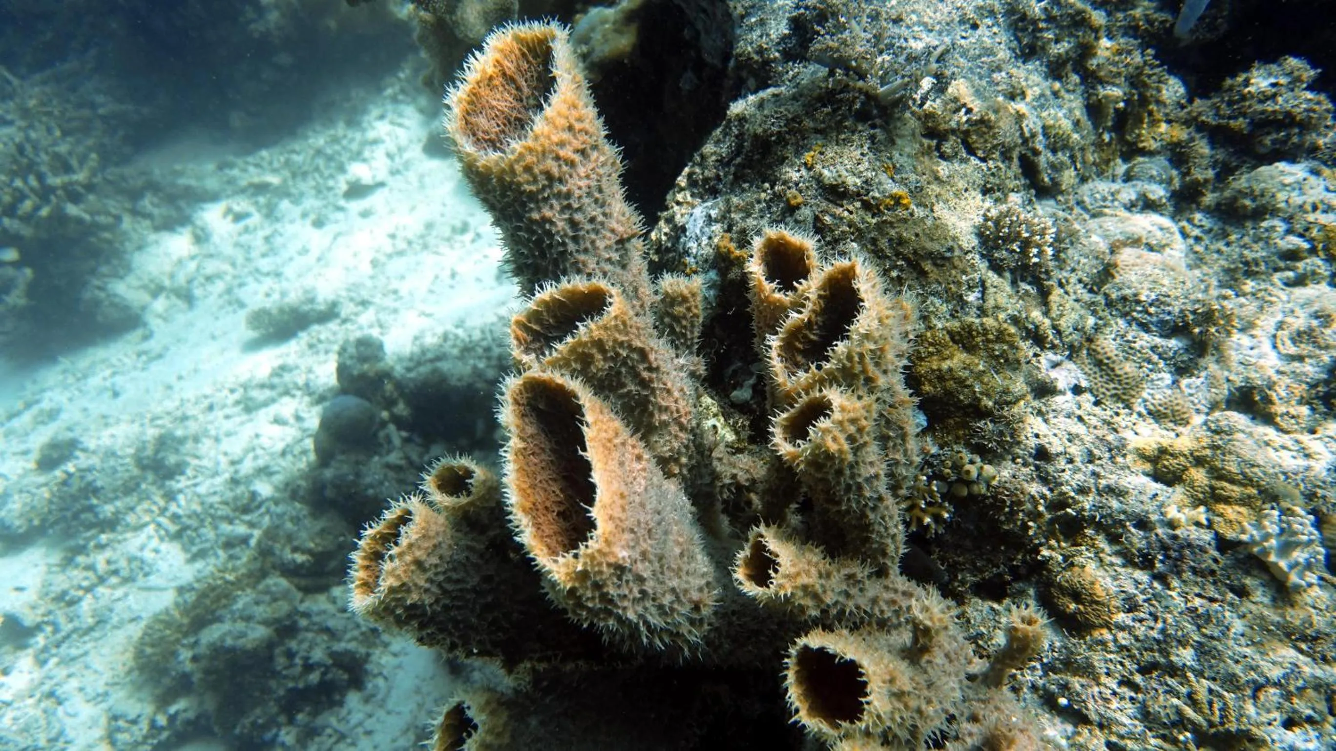 Diving in Budi Sun Resort, Flores, Maumere