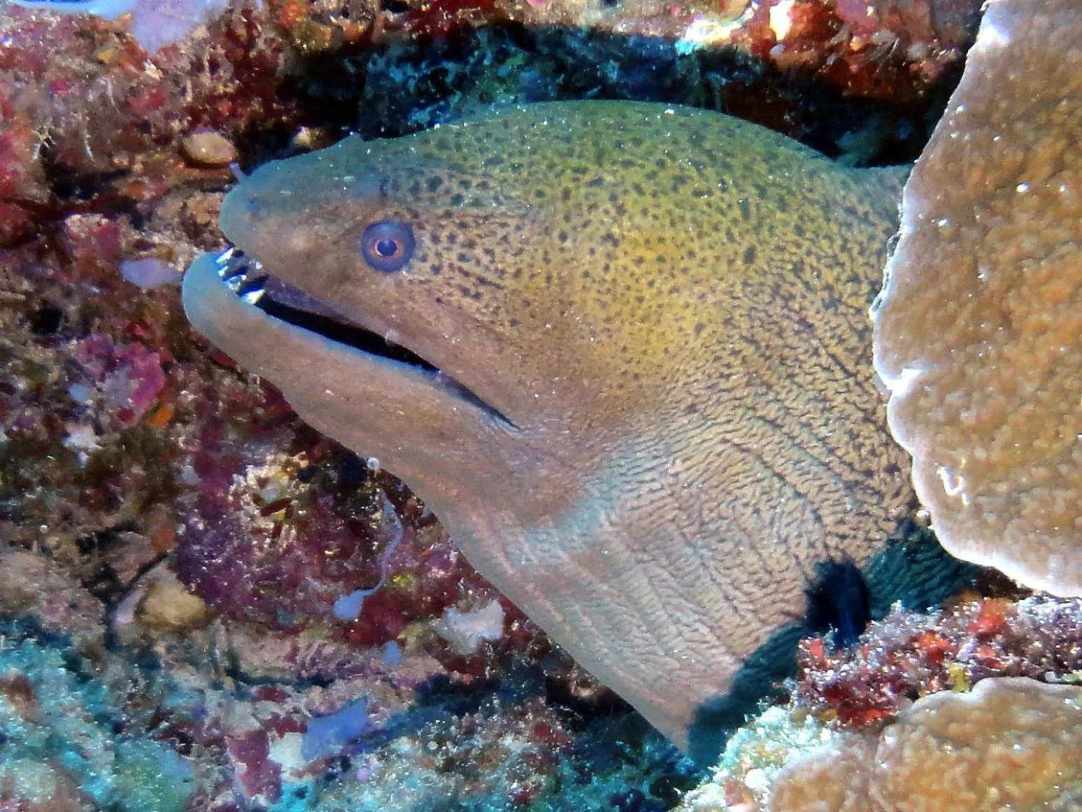 Diving in Budi Sun Resort, Flores, Maumere