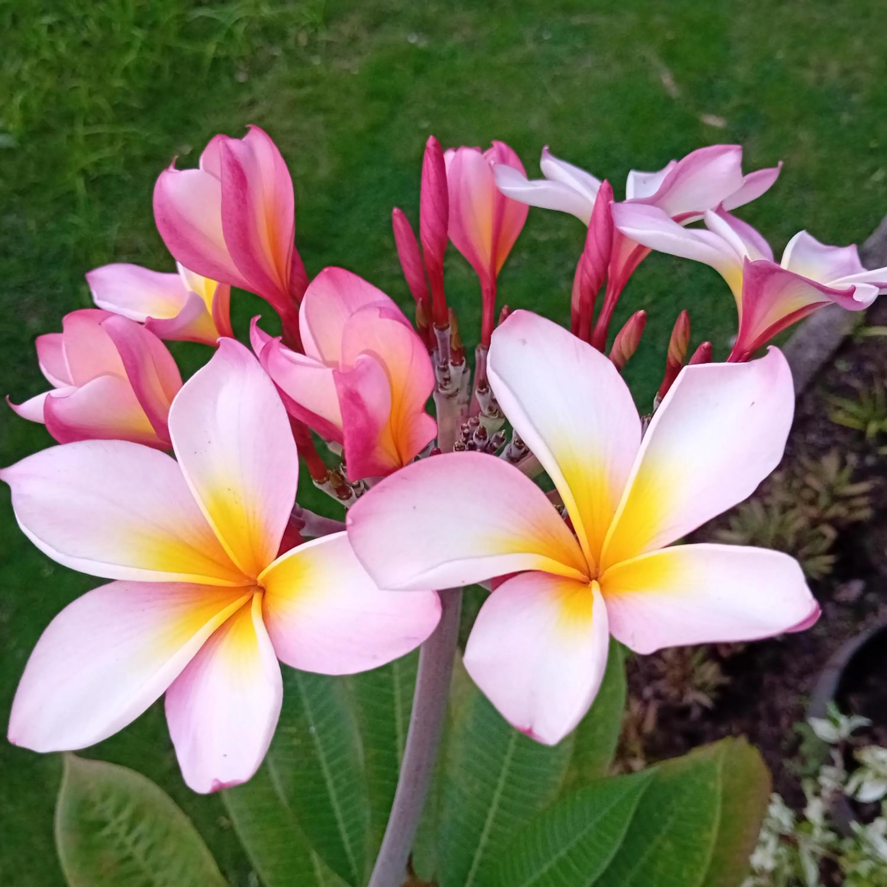Garden in Budi Sun Resort, Flores, Maumere
