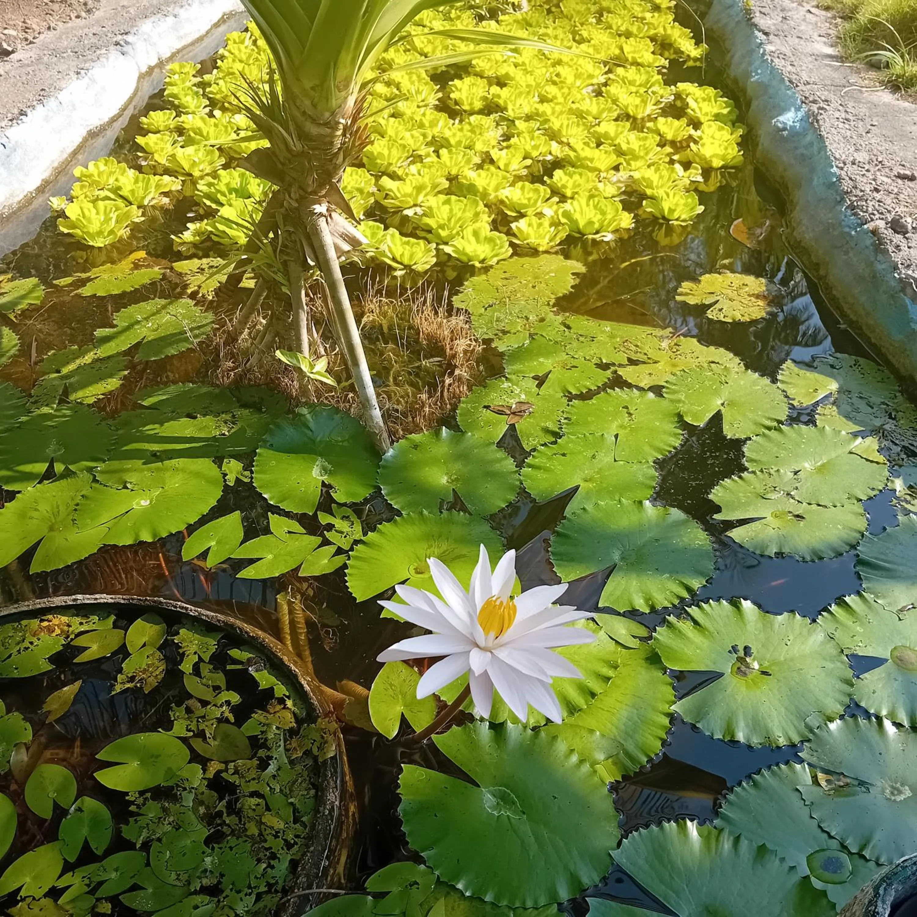 Garden in Budi Sun Resort, Flores, Maumere
