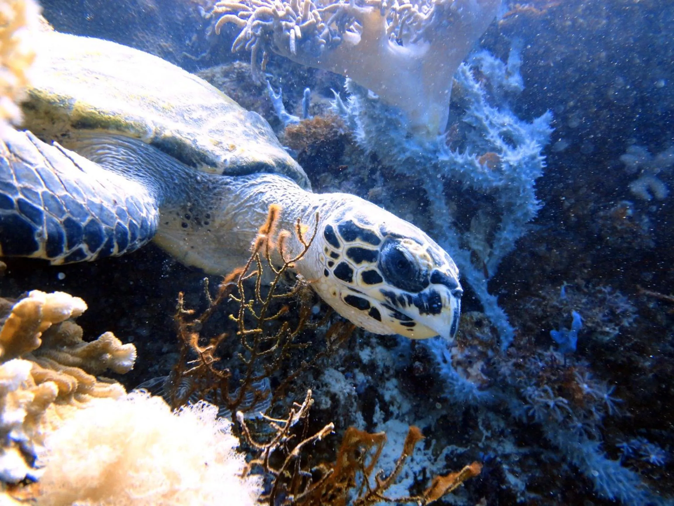 Diving in Budi Sun Resort, Flores, Maumere