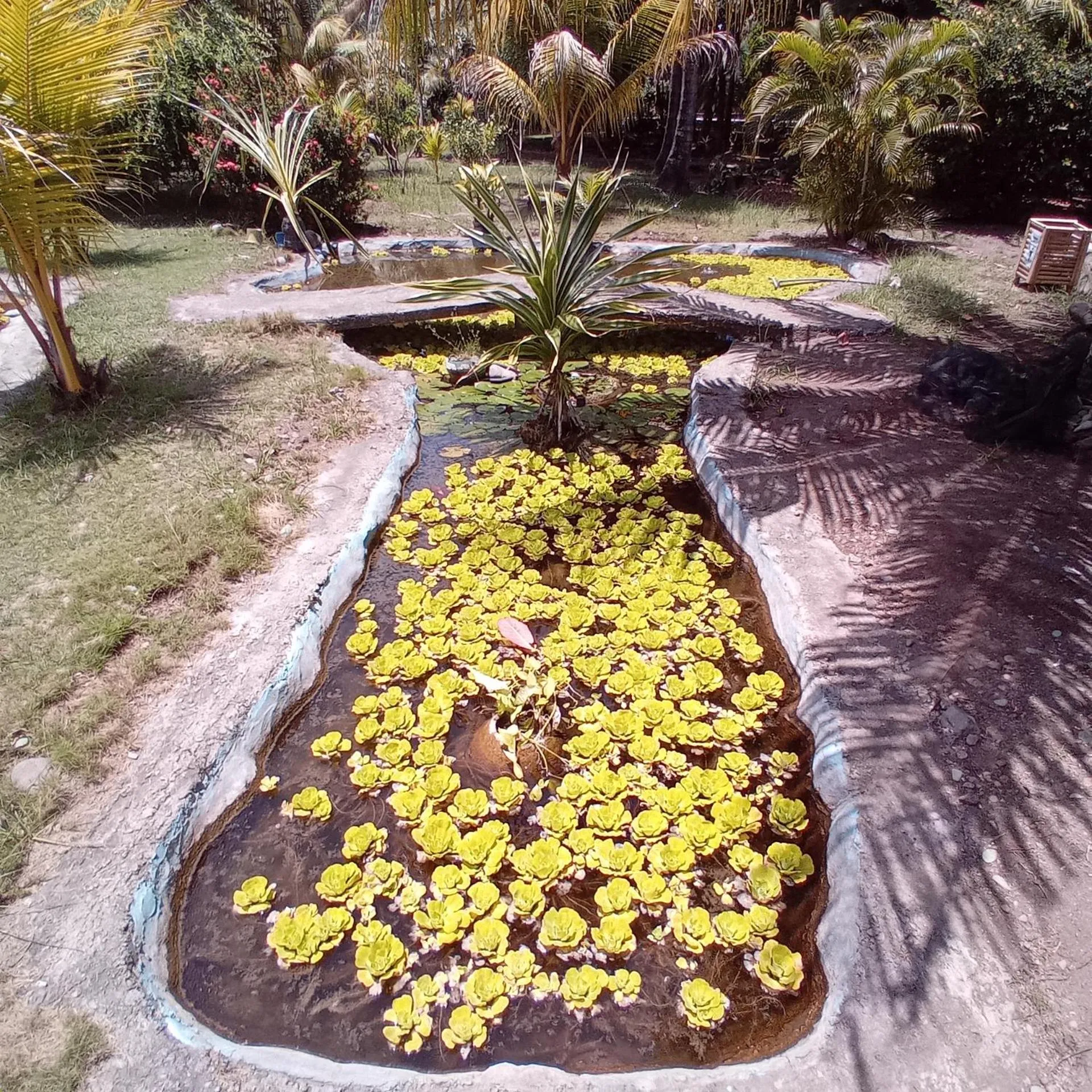 Garden in Budi Sun Resort, Flores, Maumere