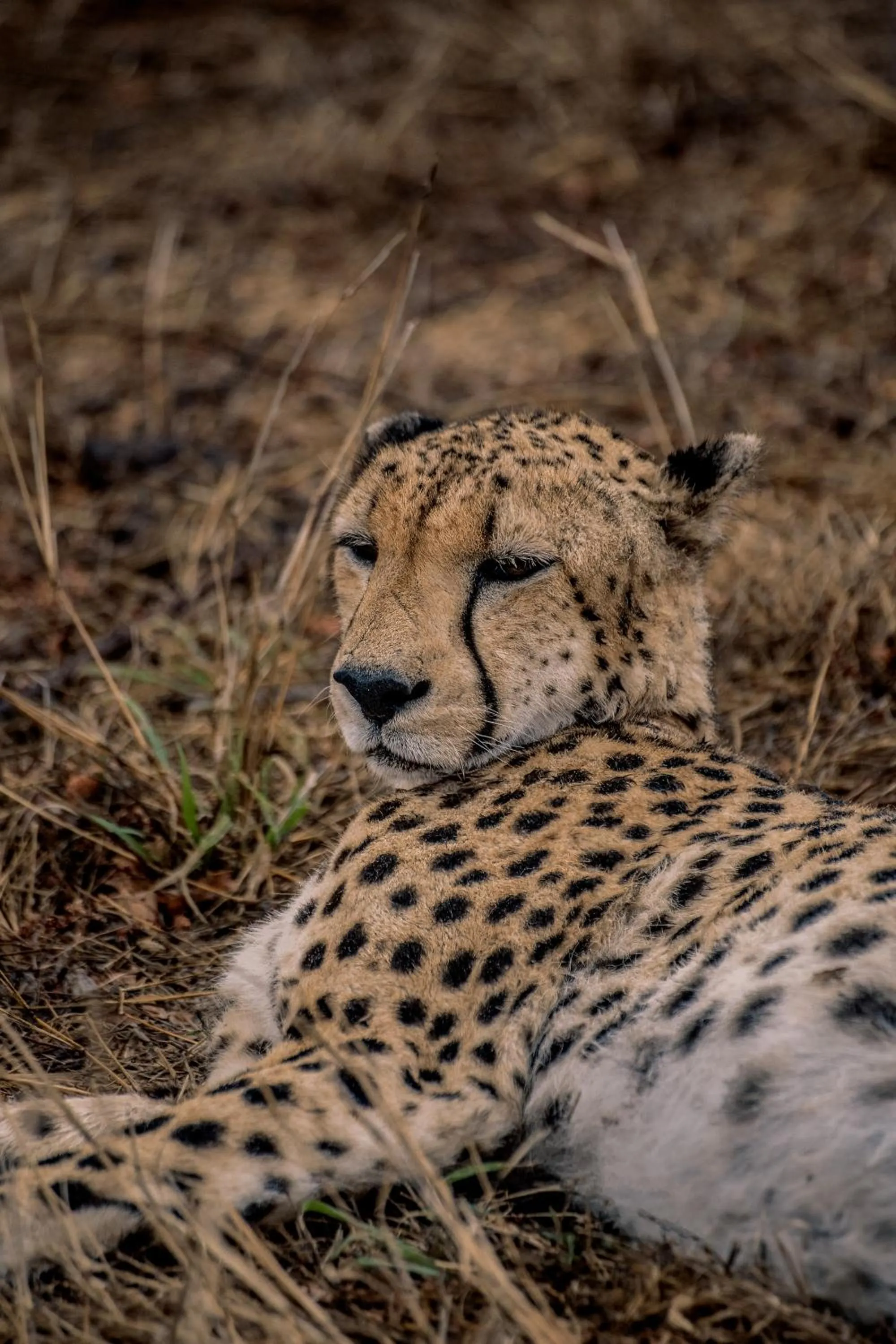 Animals in Tshukudu Game Lodge