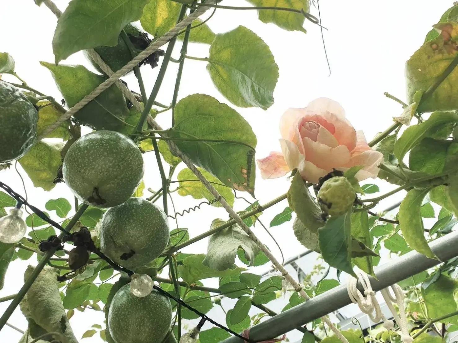 Property building in Happy Casa Resorts Property building in Happy Casa Resorts