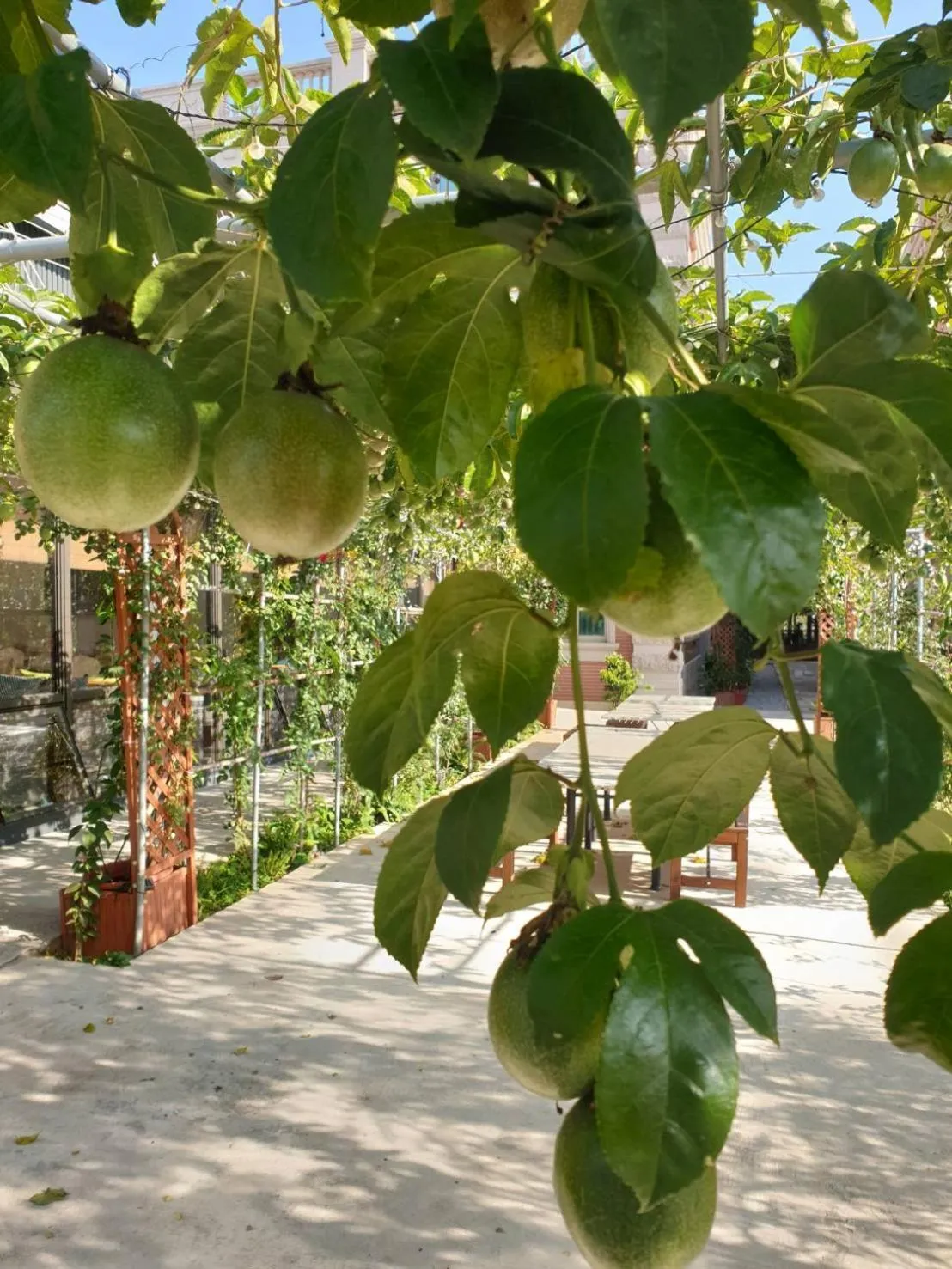 Garden in Happy Casa Resorts