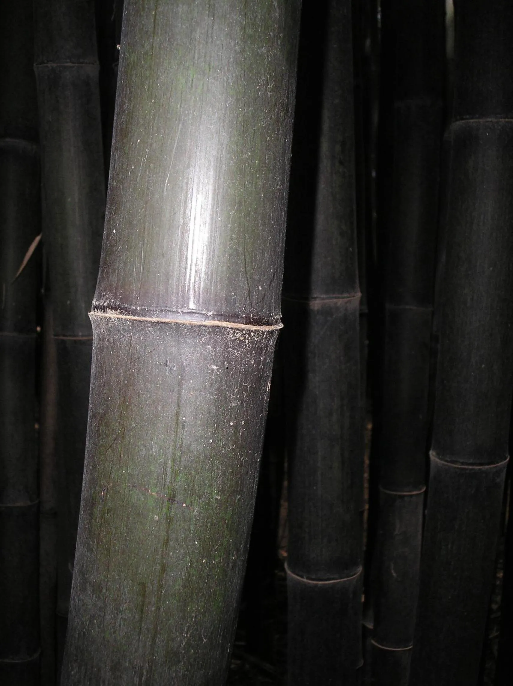 Balneario Hotel Dávila