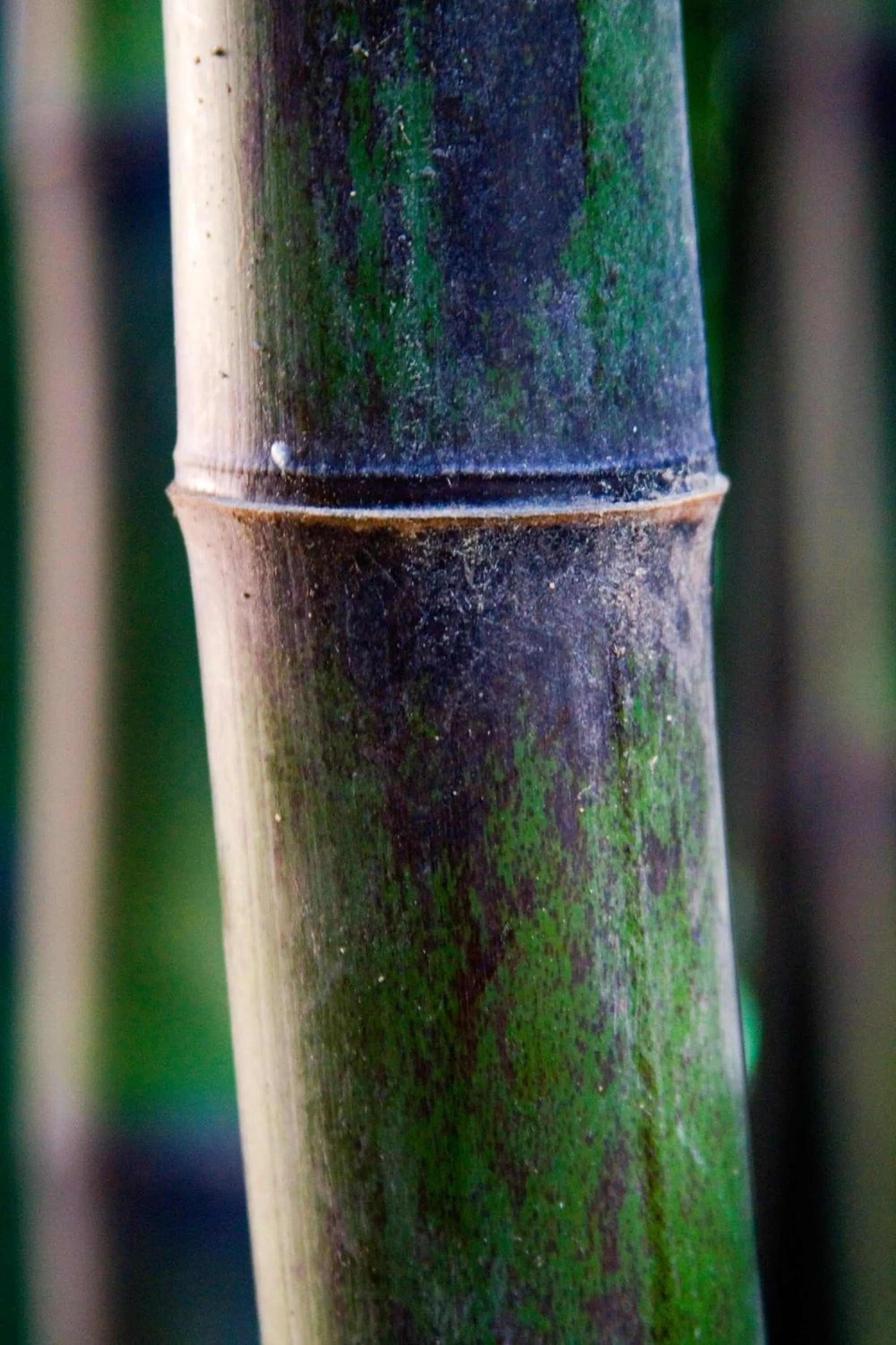 Garden in Balneario Hotel Dávila
