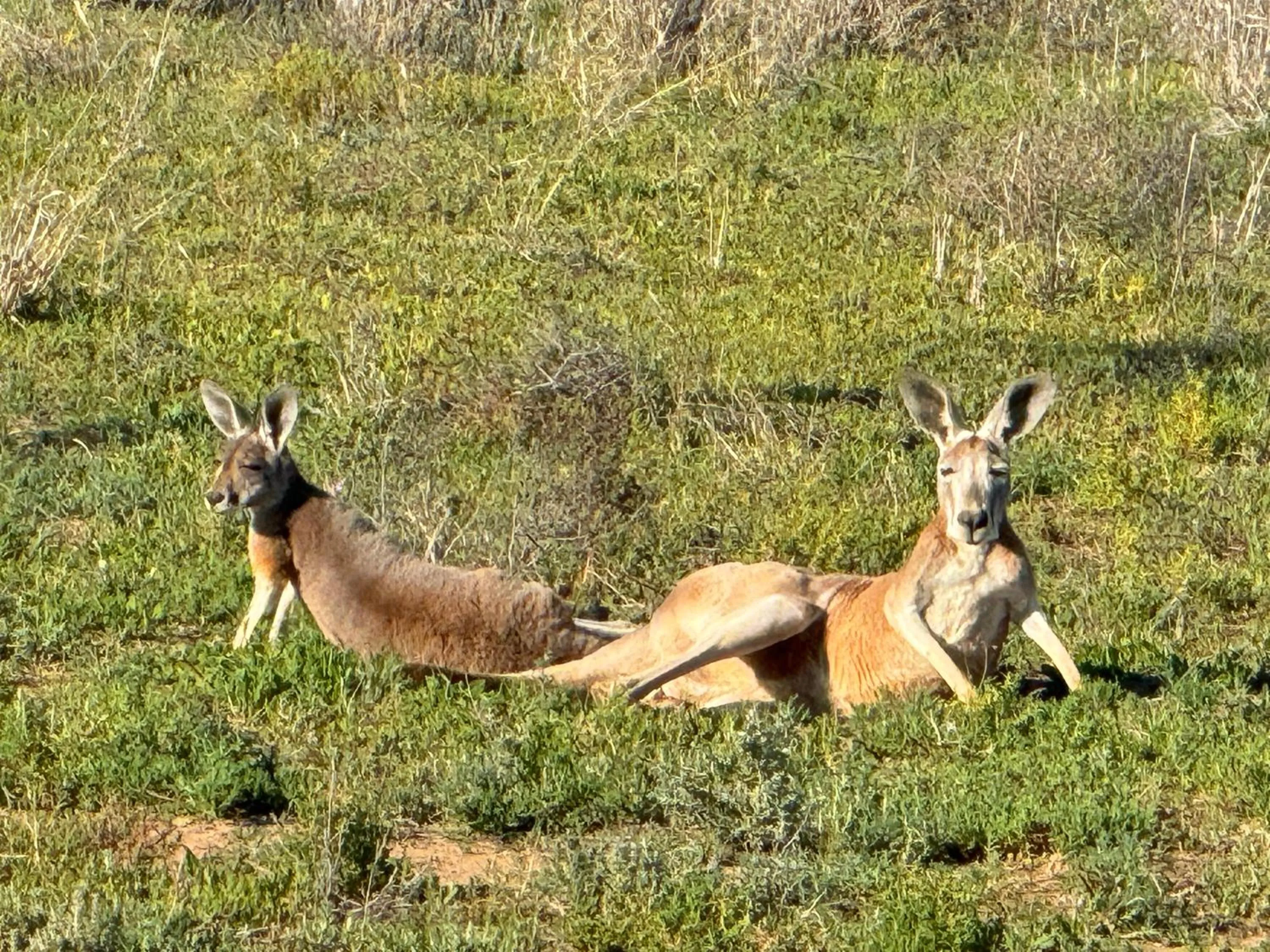 Nearby landmark in Club Boutique Hotel Cunnamulla