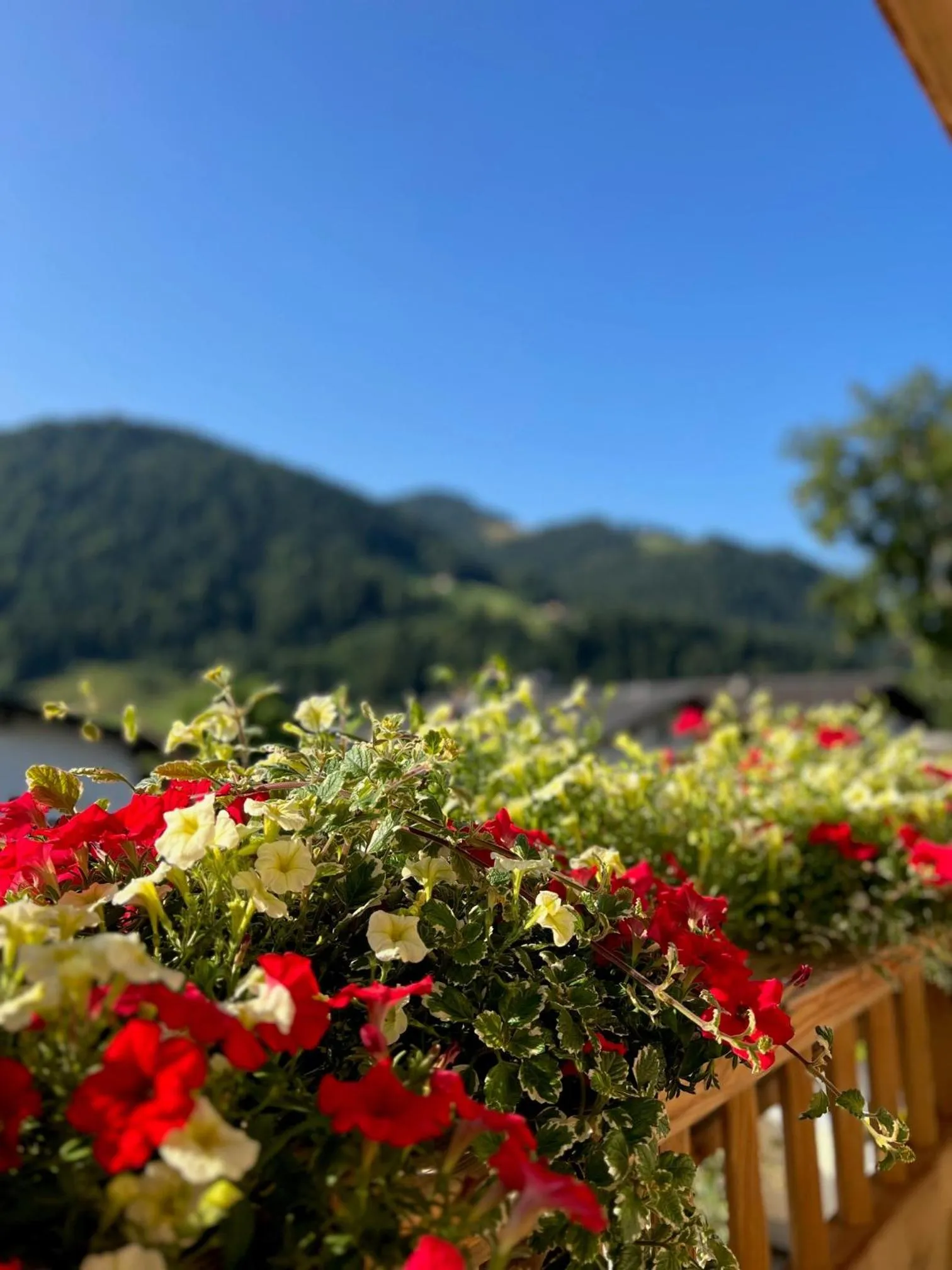 Spring in Residenz Theresa