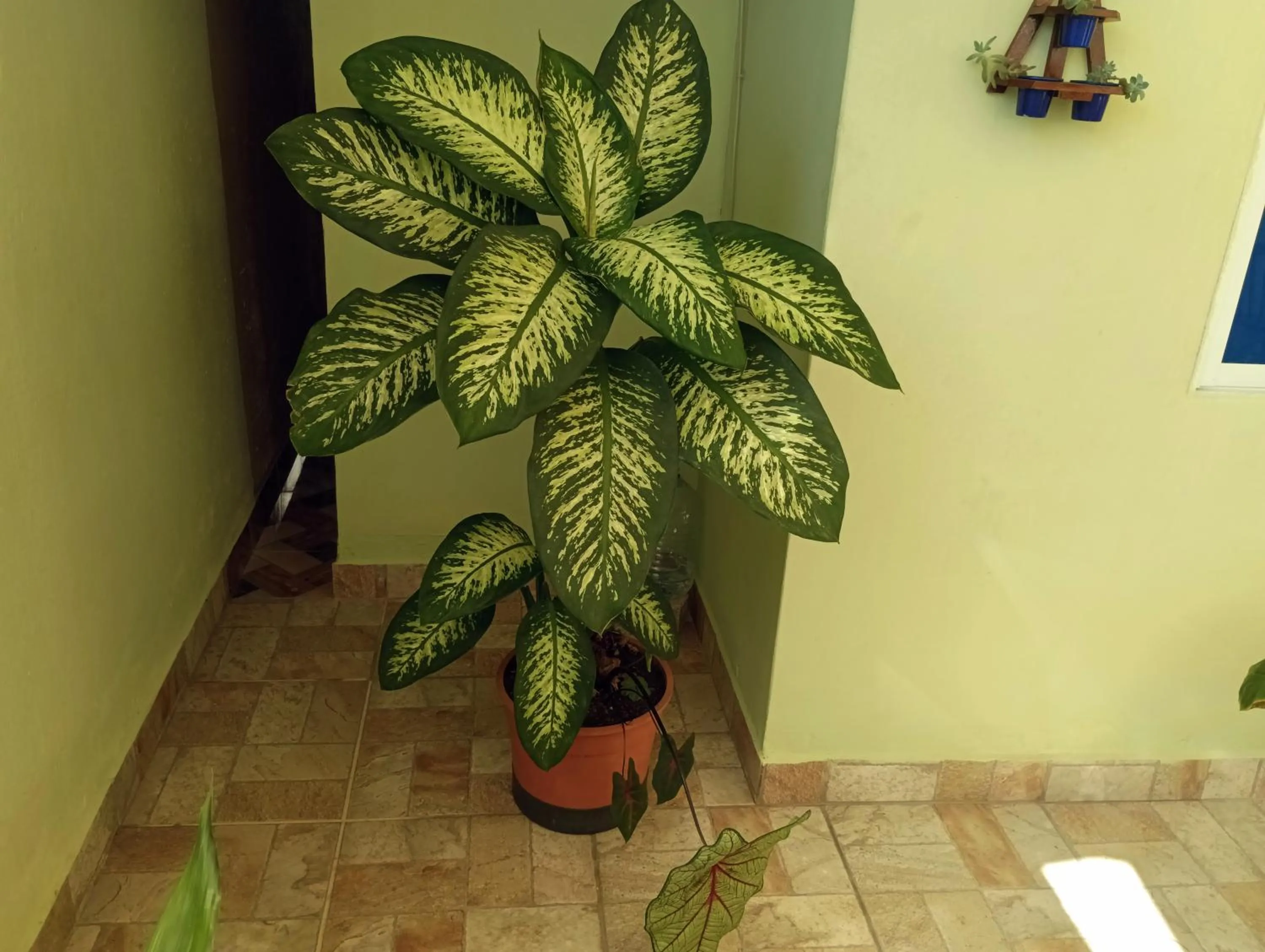 Decorative detail in Pousada Executiva SolRiso Aeroporto Florianópolis