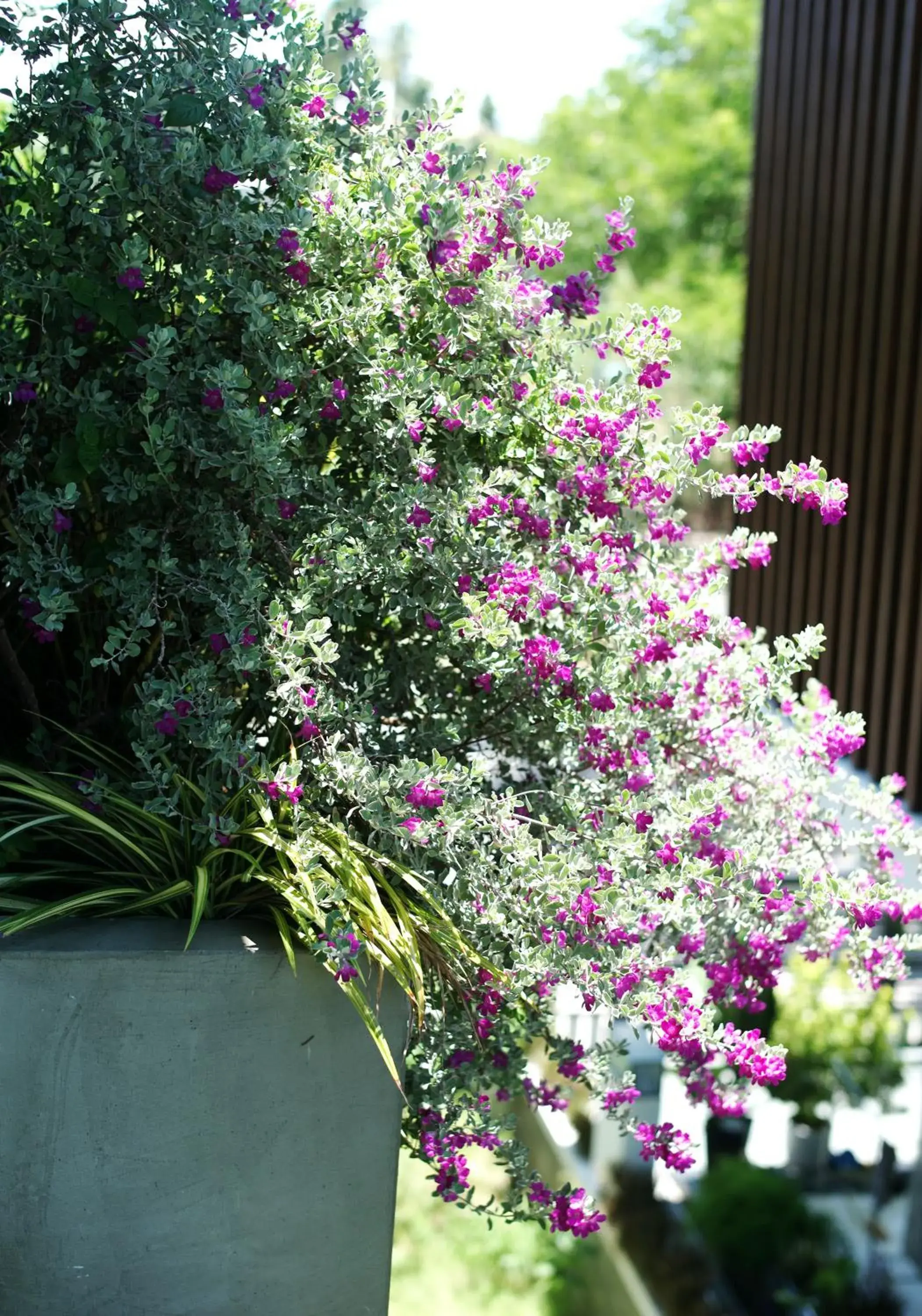 Superior Twin Room with Garden View in Kaia Gallery Hotel Hoi An Superior Twin Room with Garden View in Kaia Gallery Hotel Hoi An