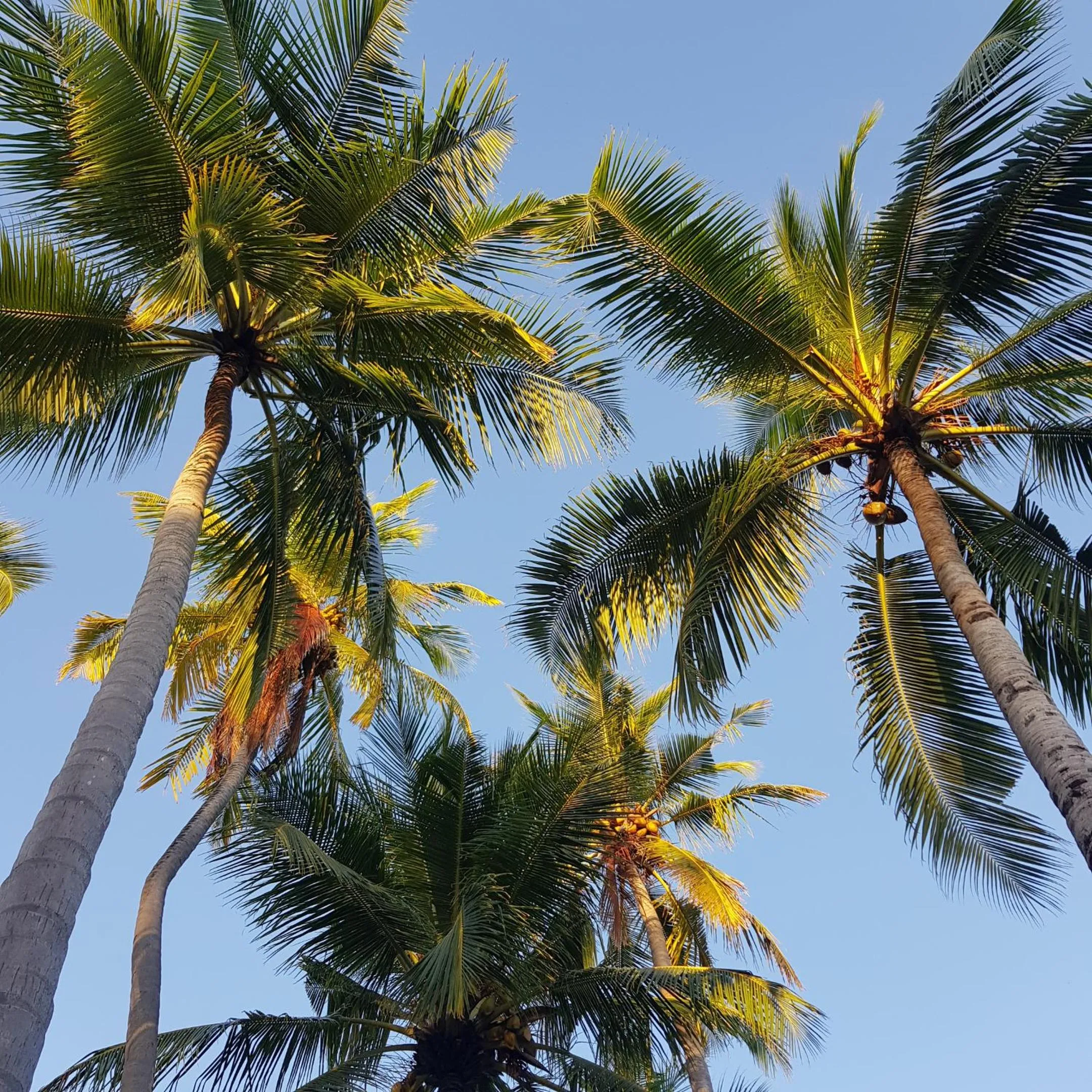 Beach in Vaali Maldives Island Escapes & Dive