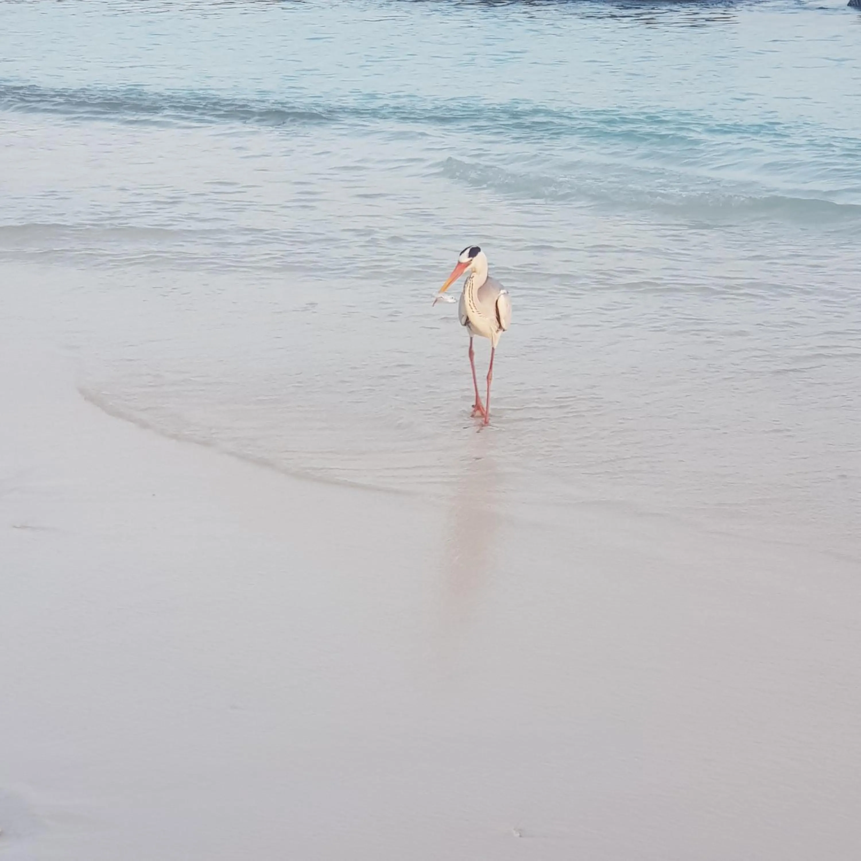 Vaali Maldives Island Escapes & Dive