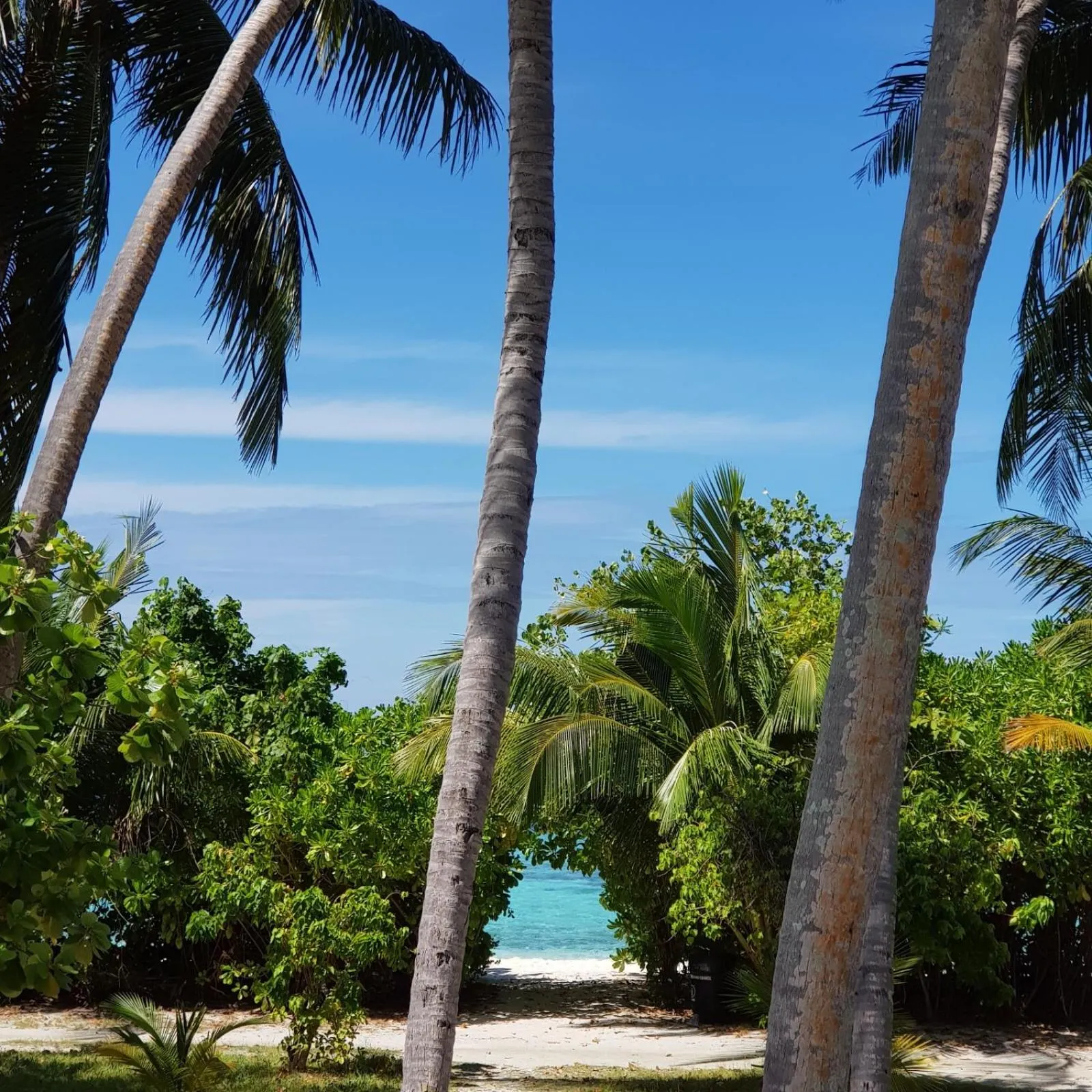 Beach in Vaali Maldives Island Escapes & Dive
