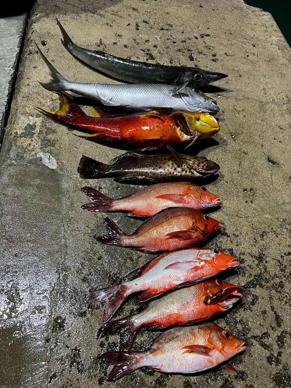 Vaali Maldives Island Escapes & Dive