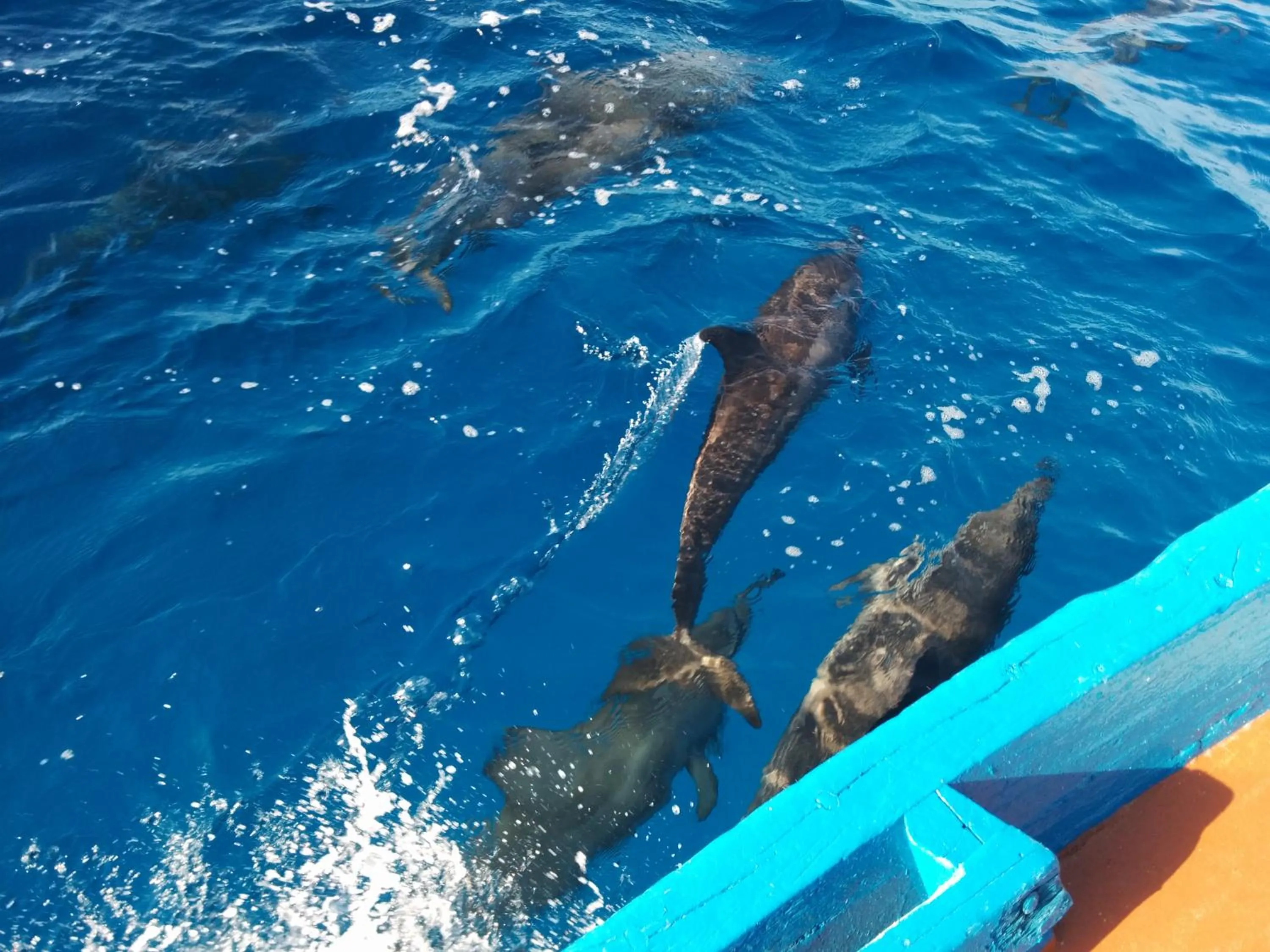 Vaali Maldives Island Escapes & Dive