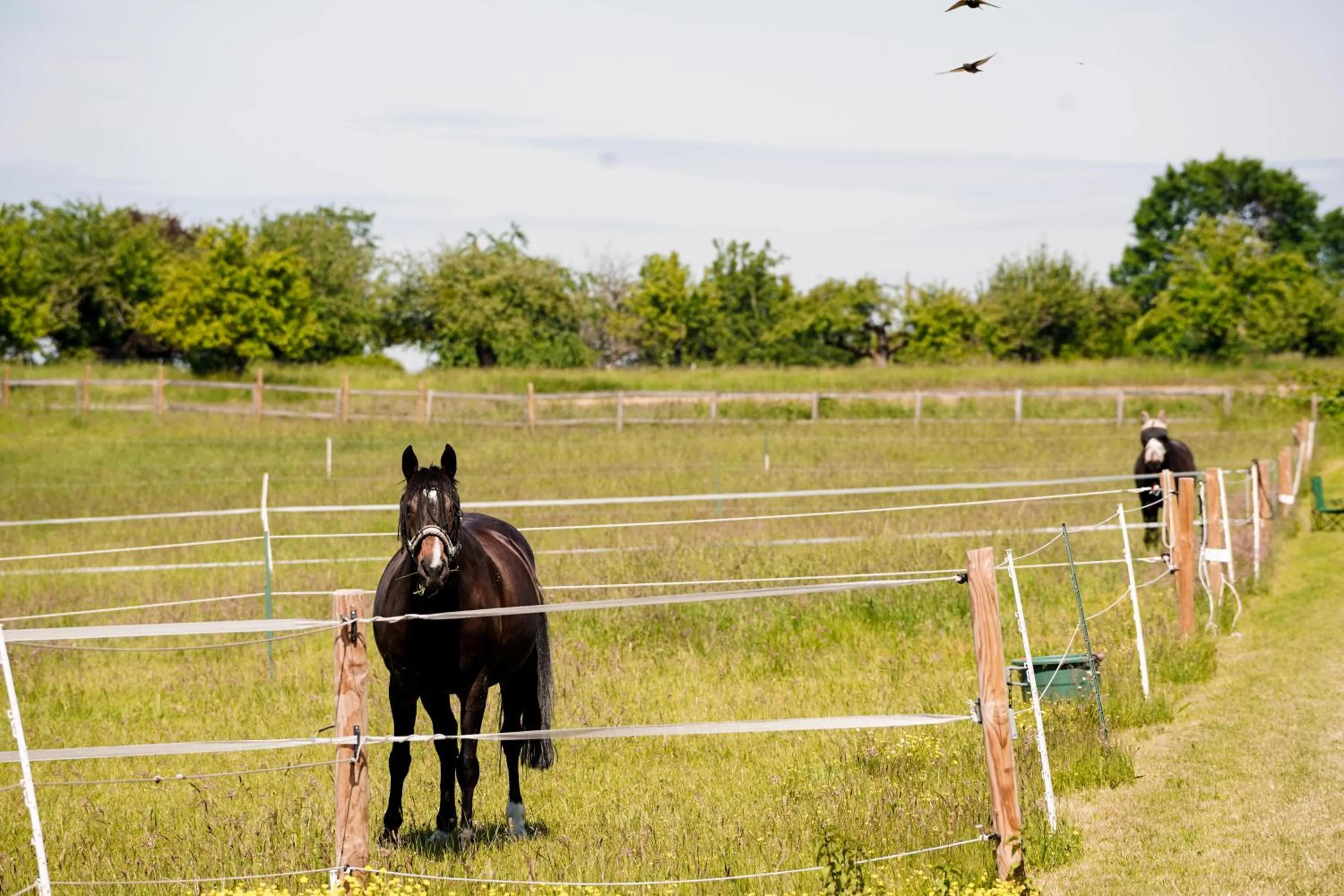 Animals in Frühstückspension Christinenhof