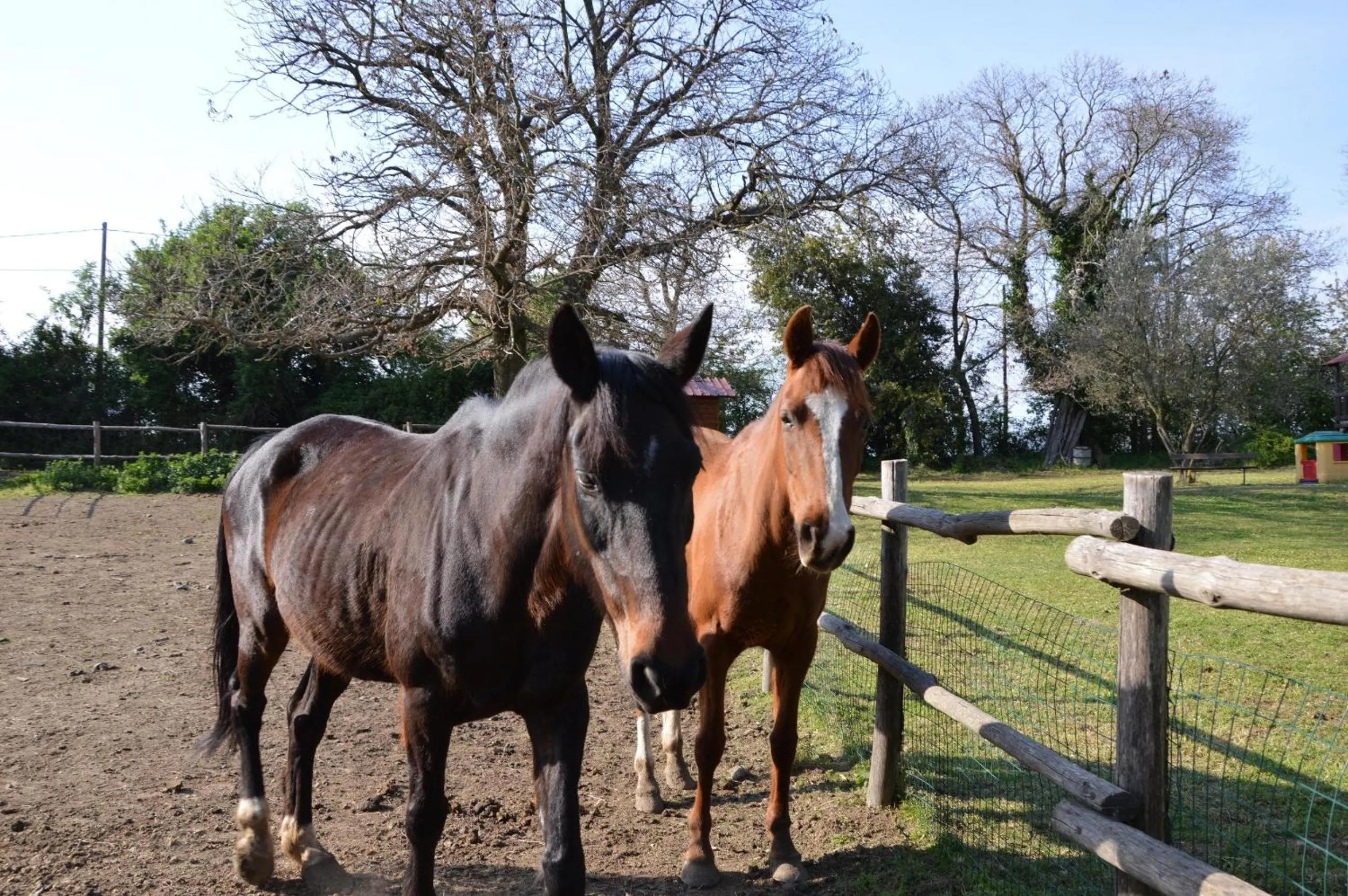 Pets in Agriturismo Tenuta Buon Respiro