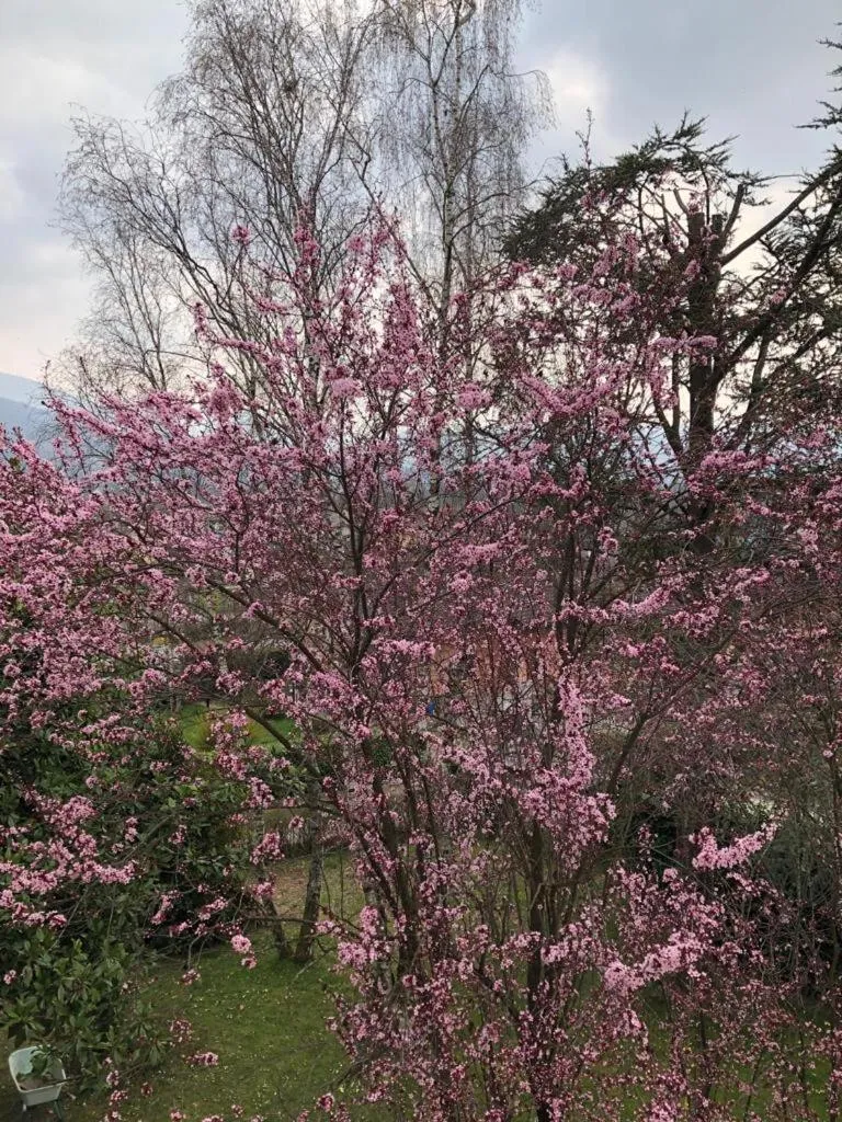 Garden view in B&B COL DE LE MOLE - DOLOMITI BELLUNESI