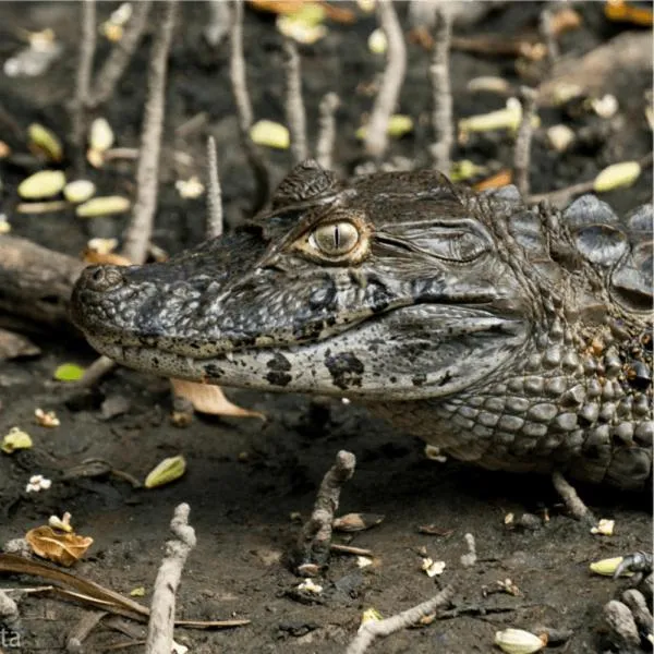 Barra da Tijuca Guest Houses