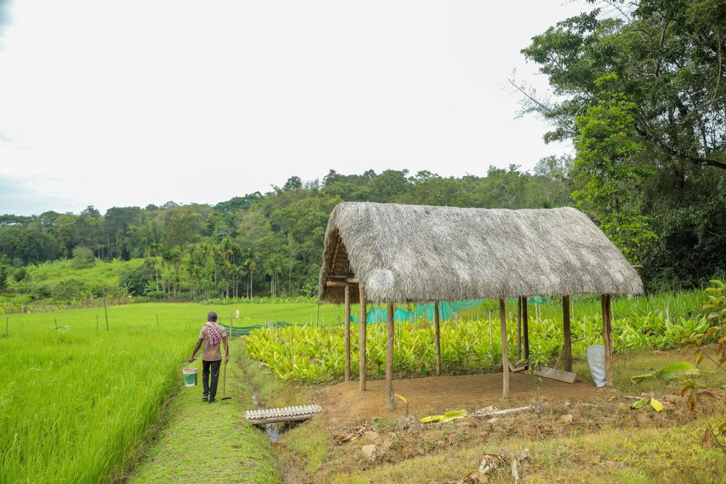 Day in The Woods Resorts Wayanad