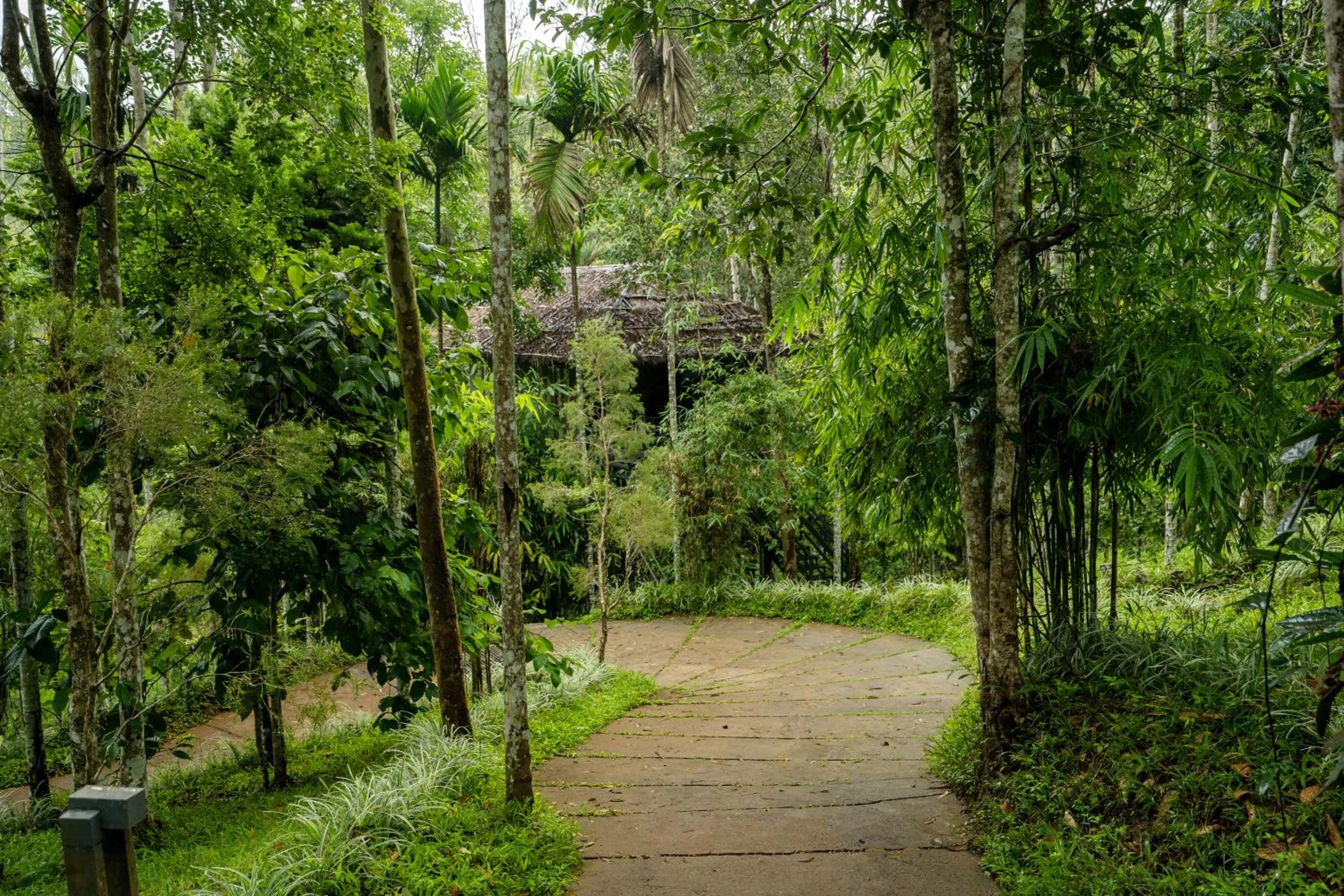 Natural landscape in The Woods Resorts Wayanad