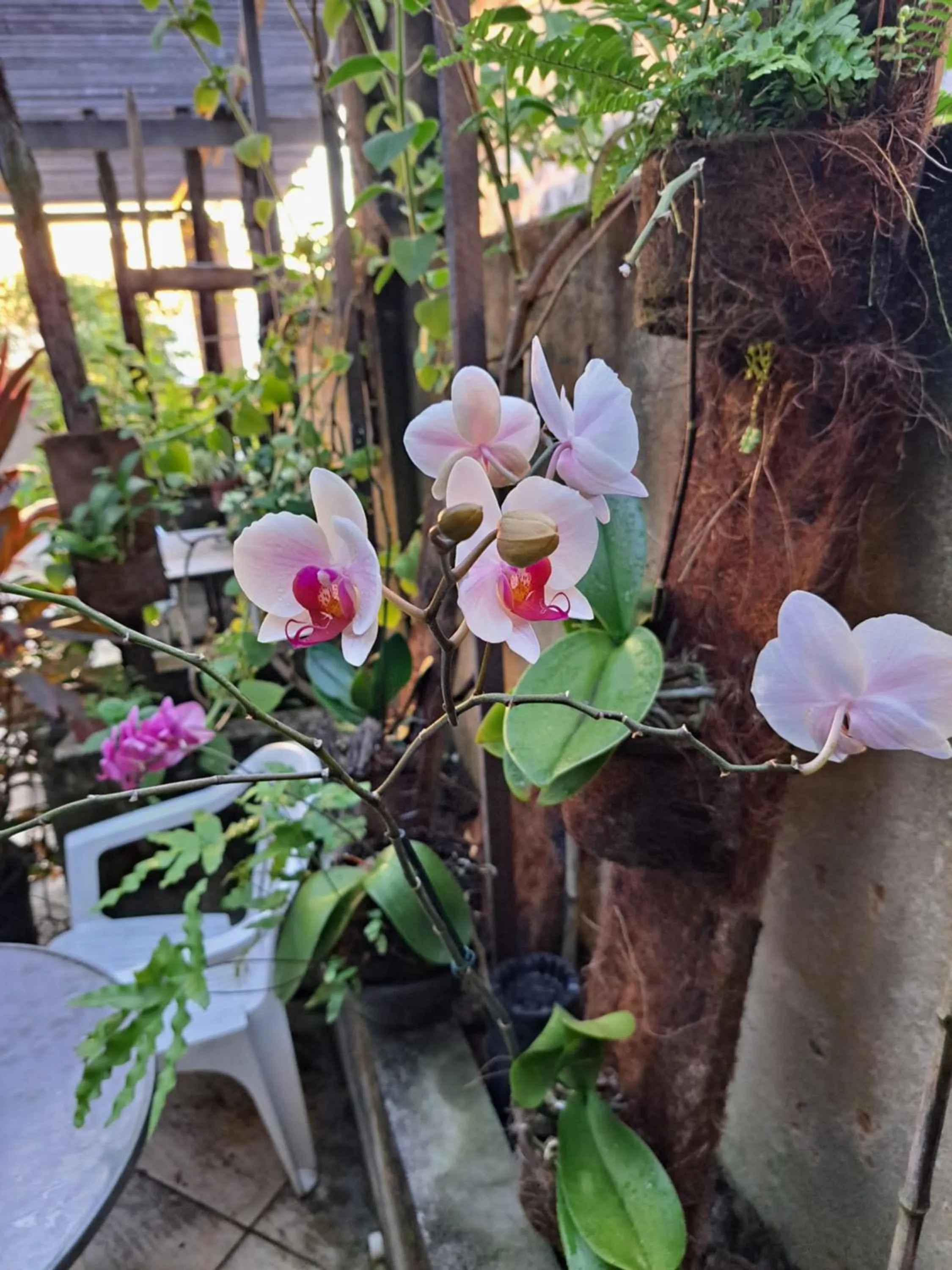 Garden in Beach Front Village