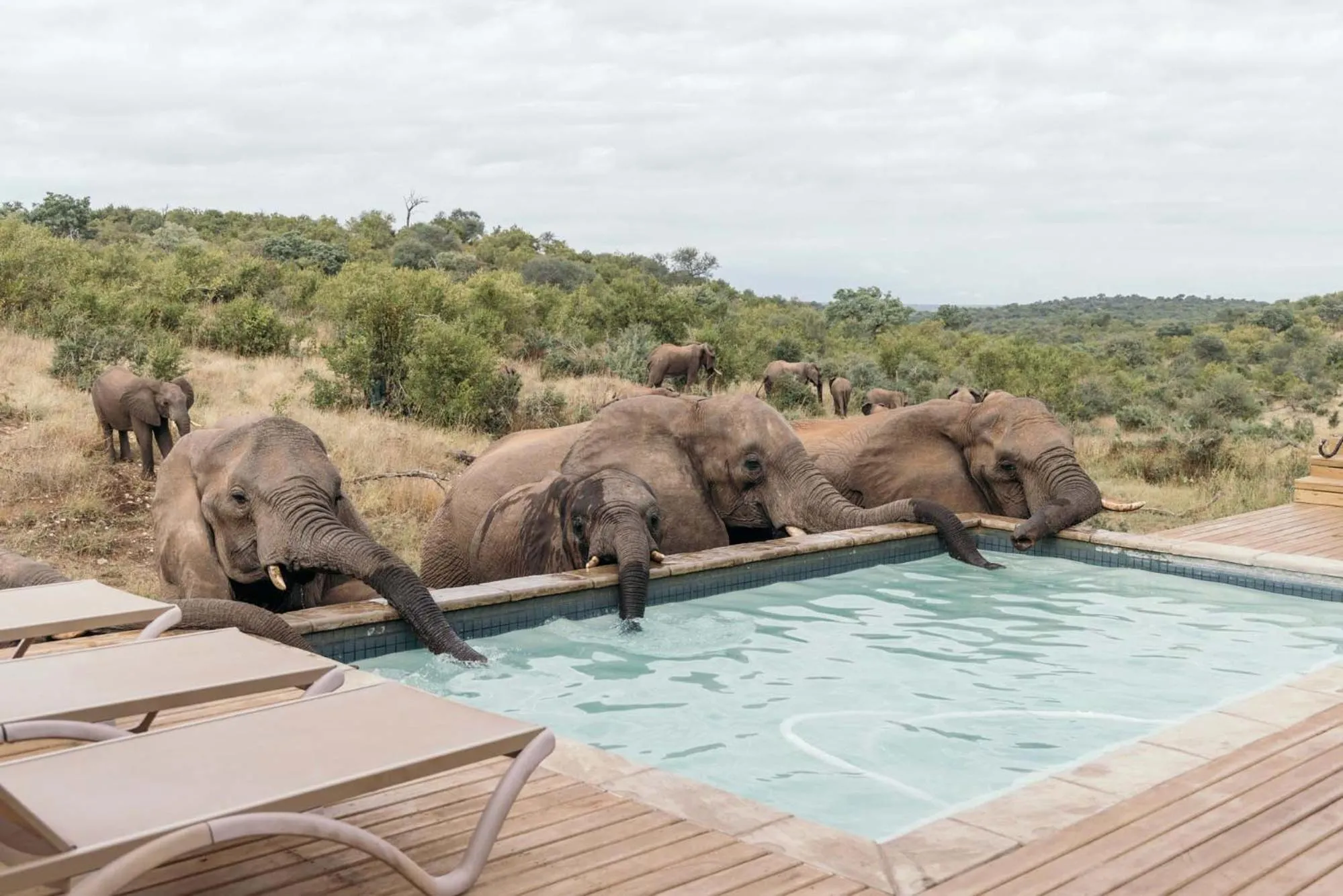 Animals in Isambane Camp