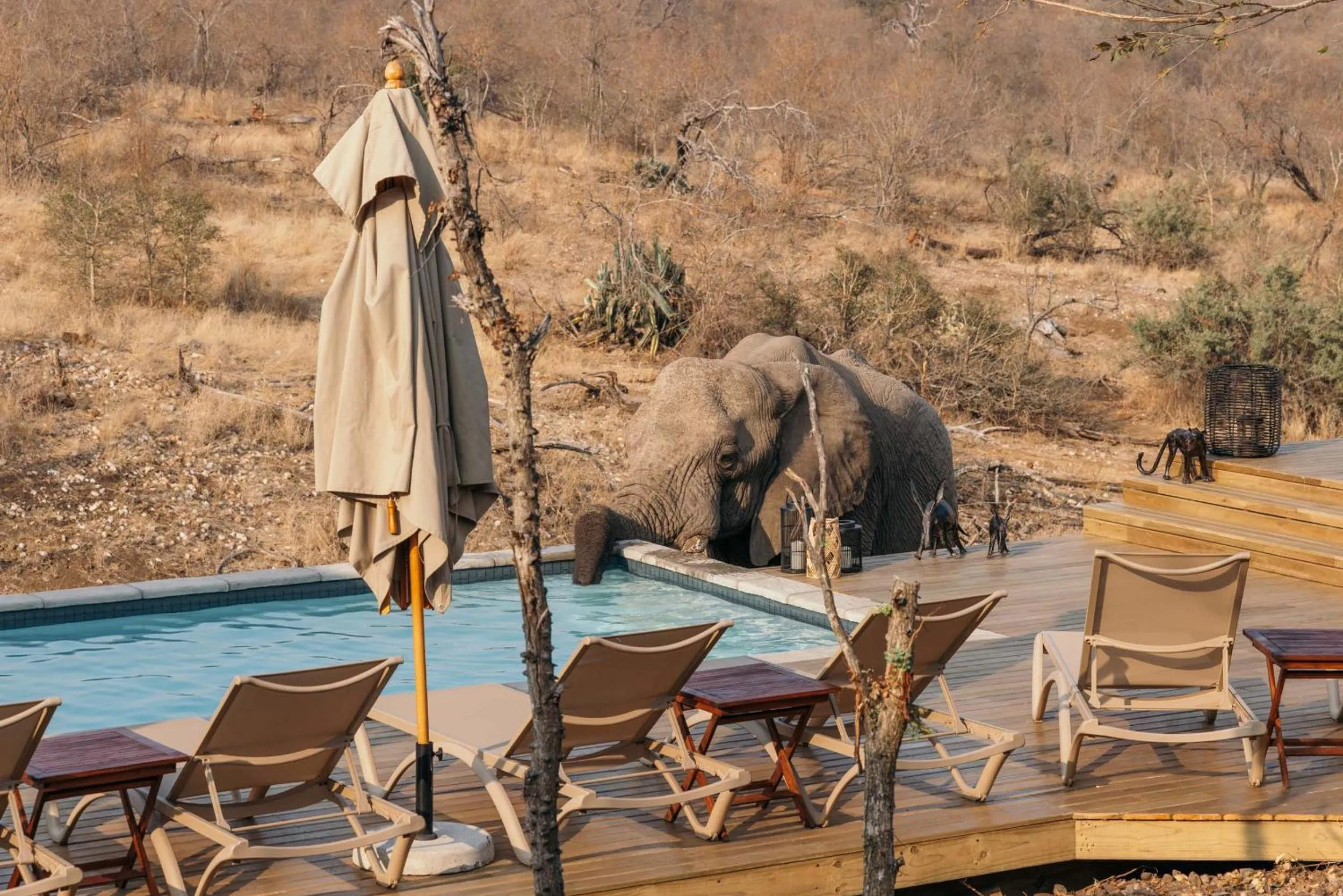 Pool view in Isambane Camp