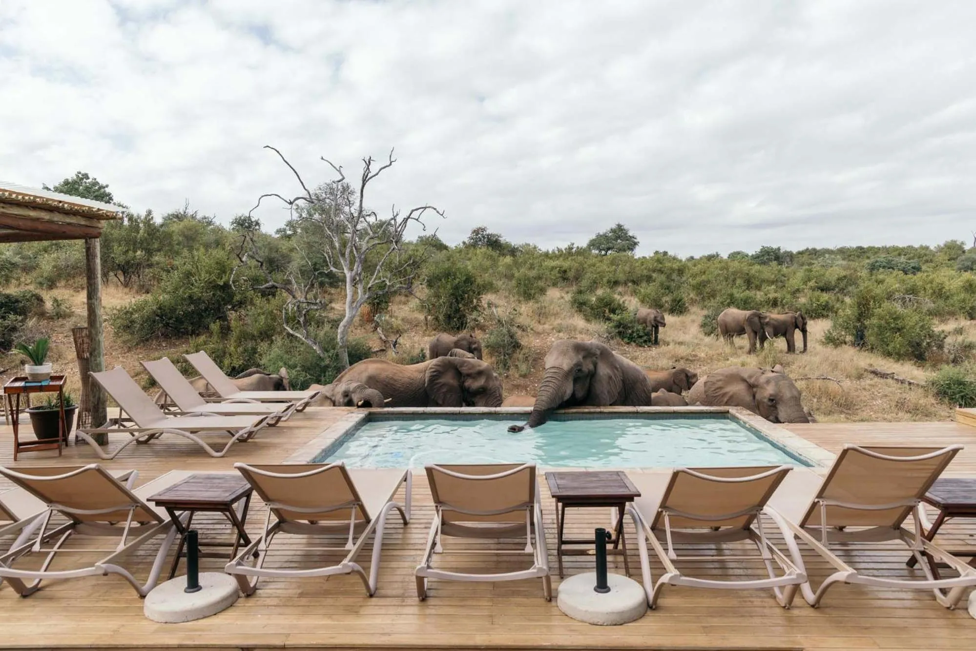 Pool view in Isambane Camp