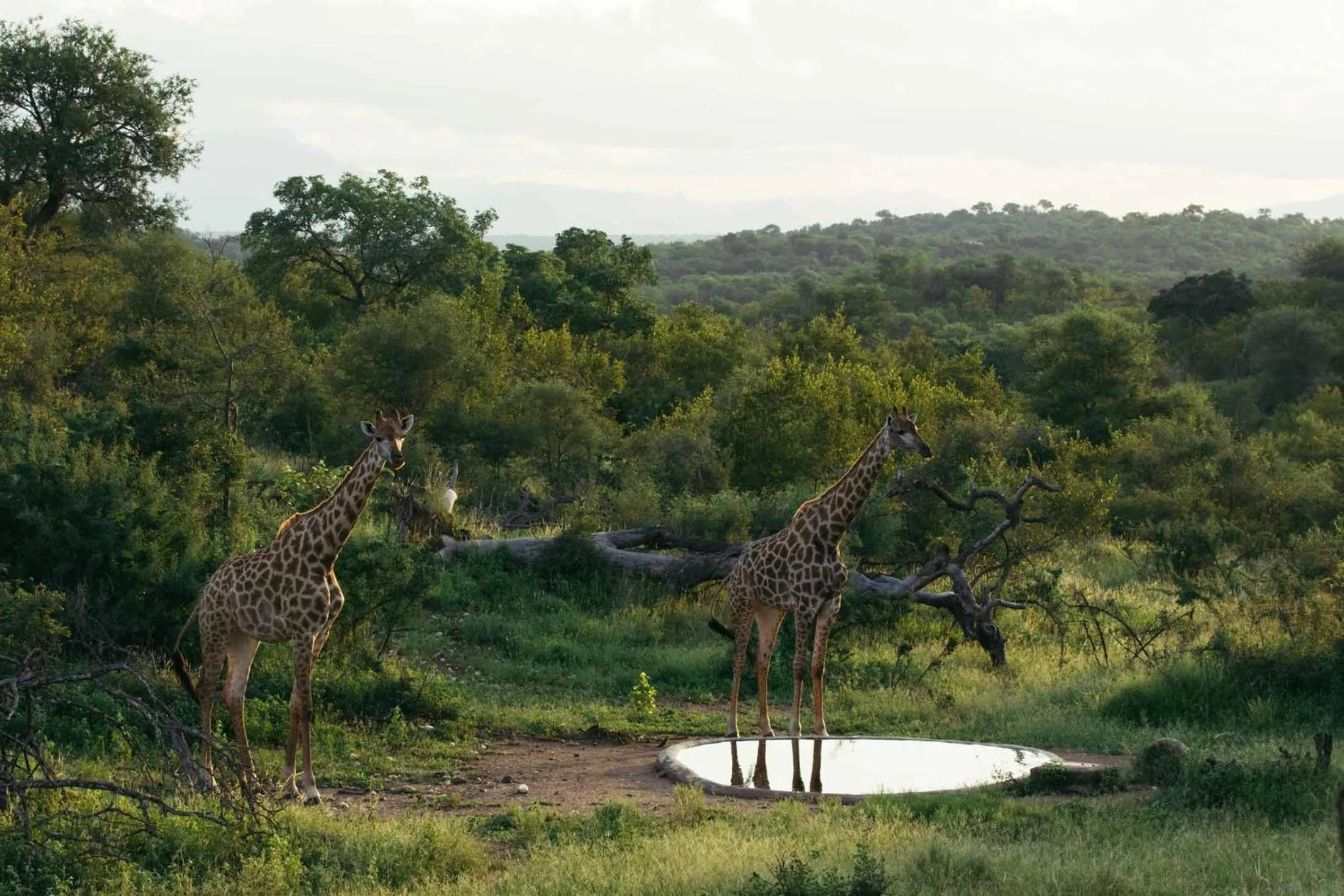 Natural landscape in Isambane Camp
