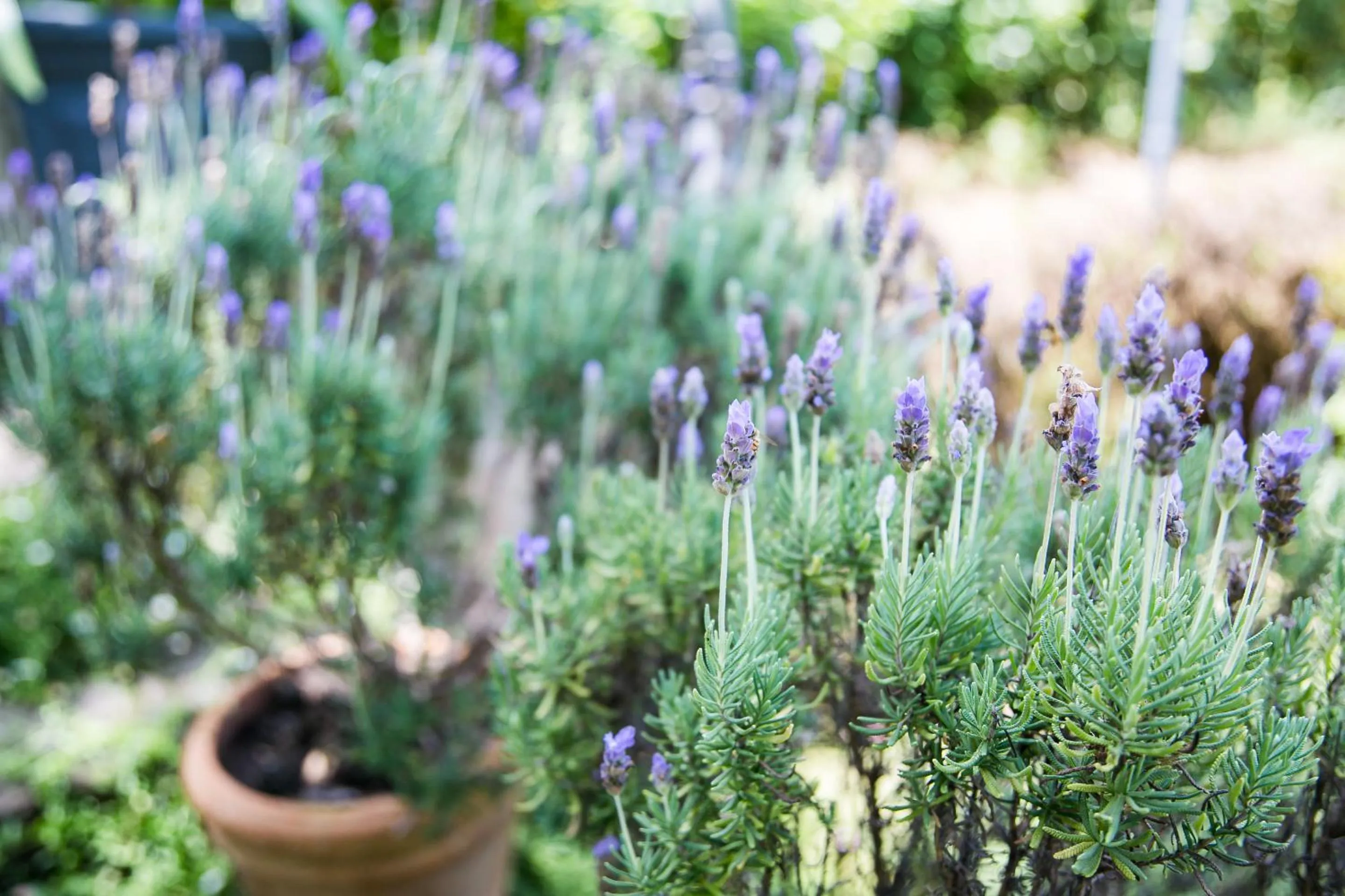 Garden in Burkleigh House