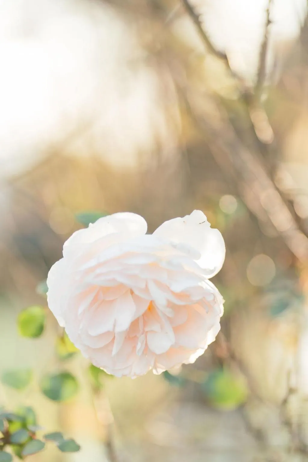 Garden in Burkleigh House