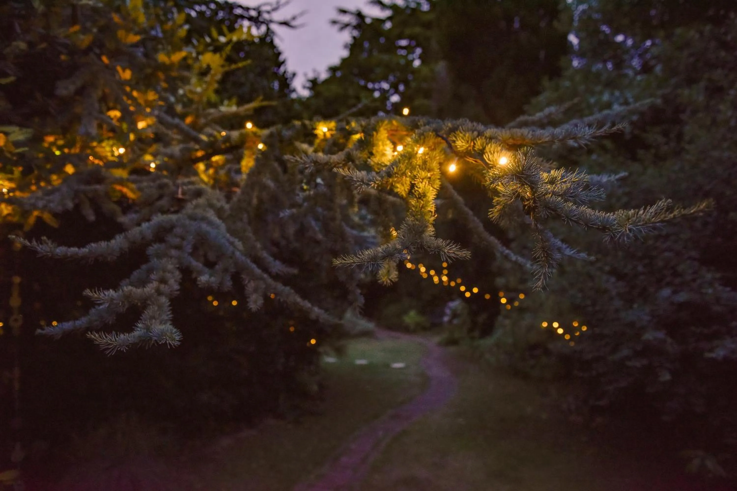 Garden in Ward Avenue B&B