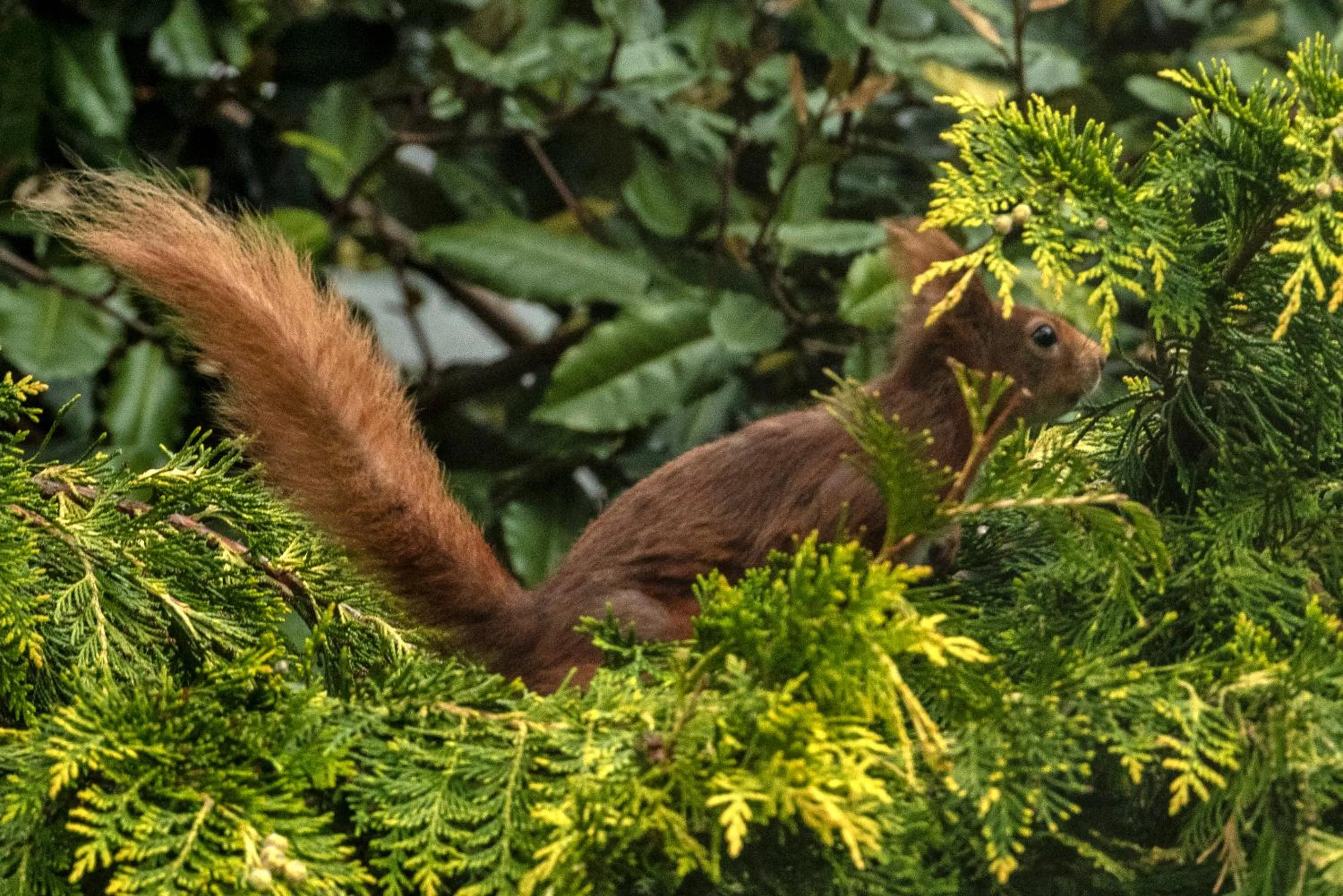 Garden in Ward Avenue B&B