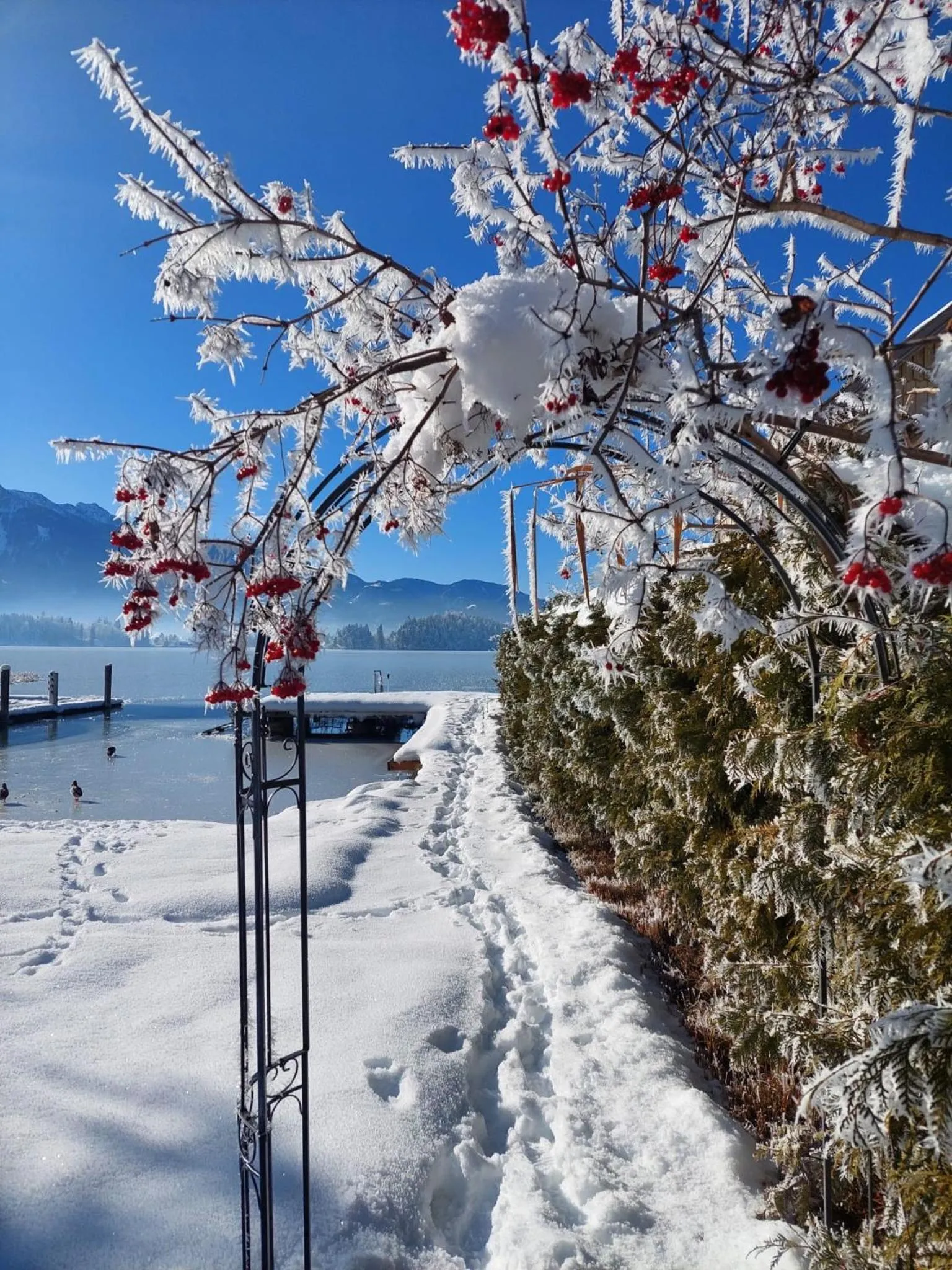 Natural landscape in Das Moser - Hotel Garni am See (Adults Only)