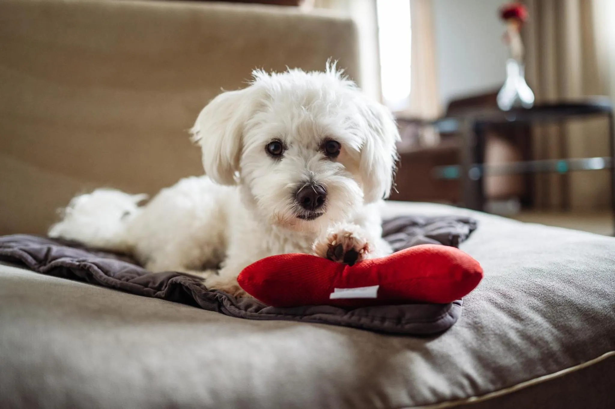Pets in Schlosshotel Kitzbühel