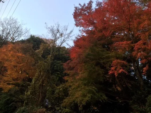 Autumn in Umimoto