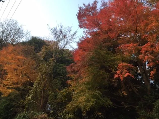 Umimoto