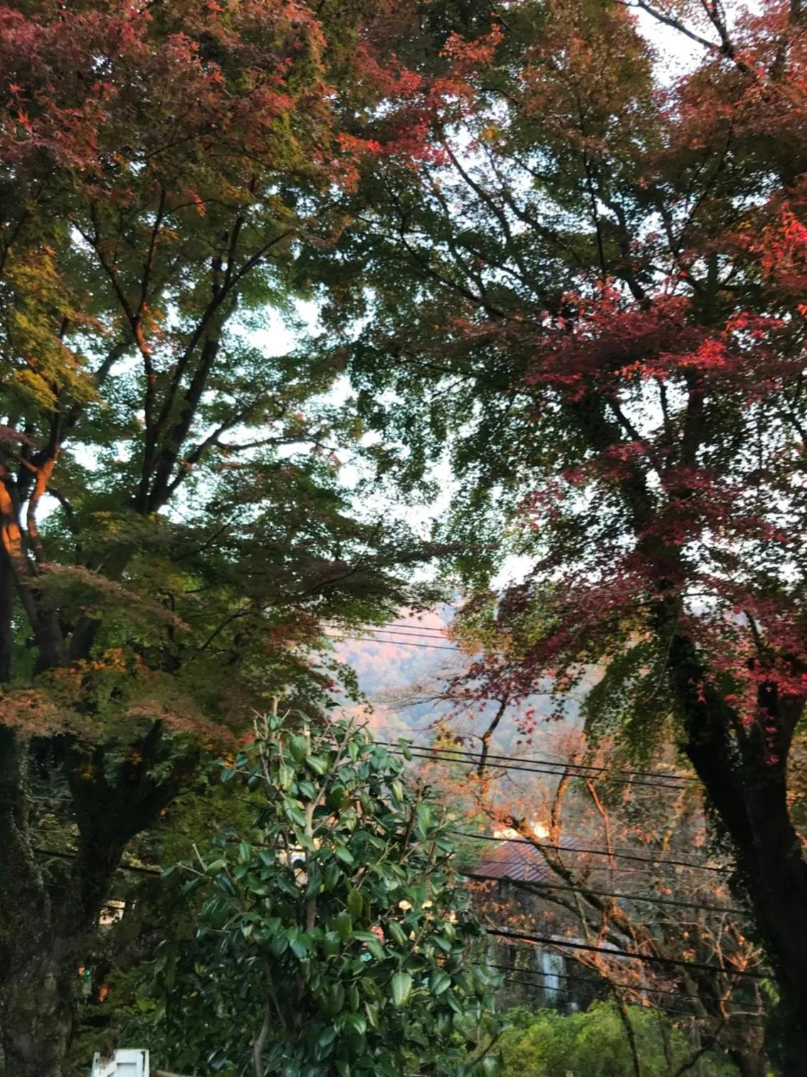 Autumn in Umimoto