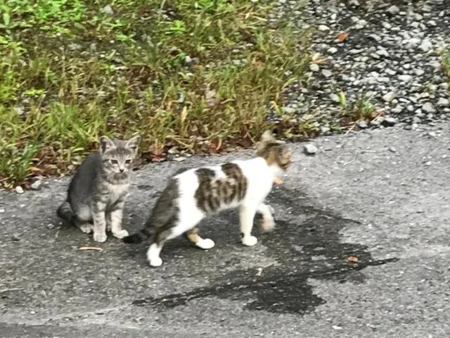 Animals in Umimoto