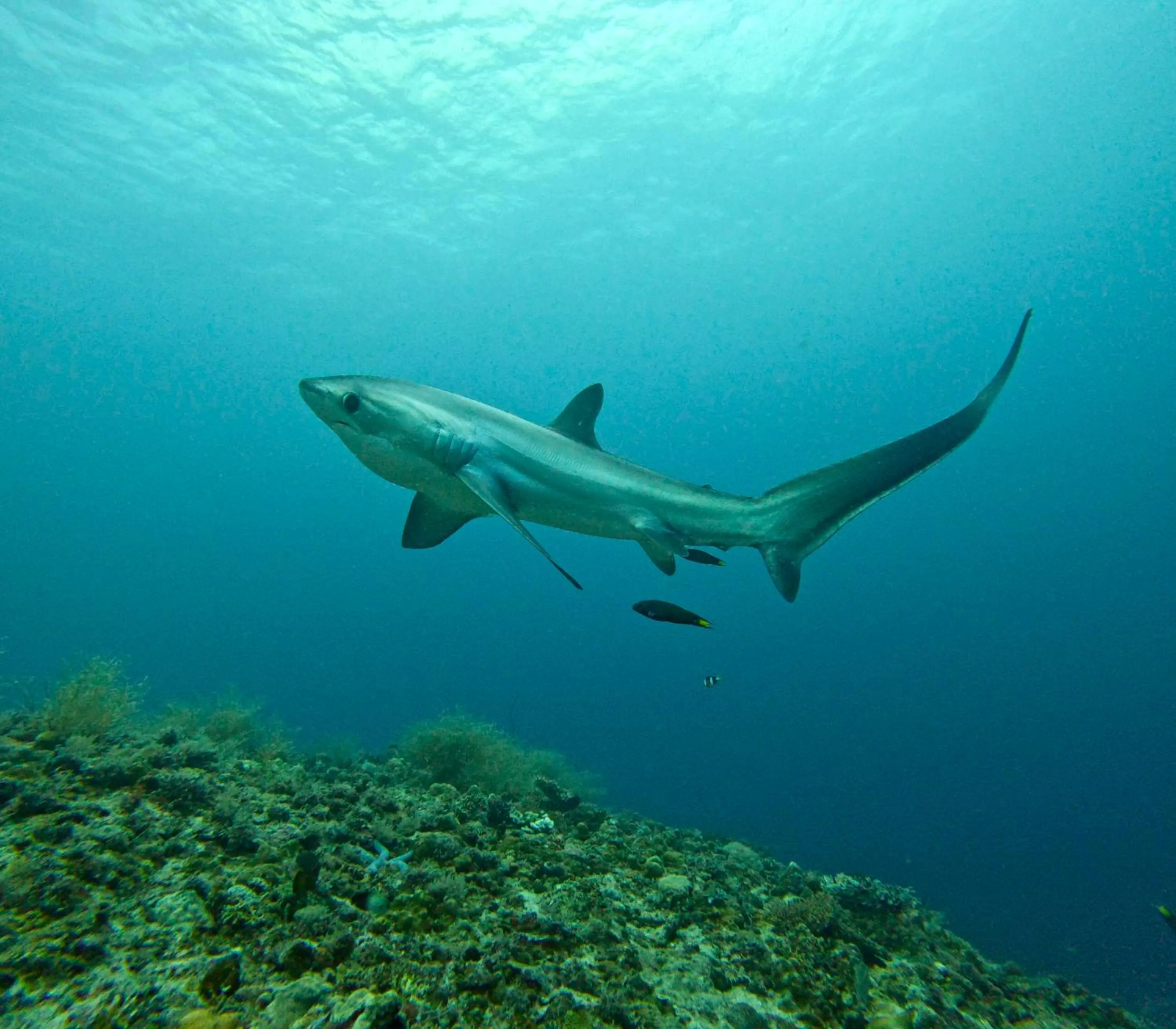 Natural landscape in Little Mermaid Dive Resort