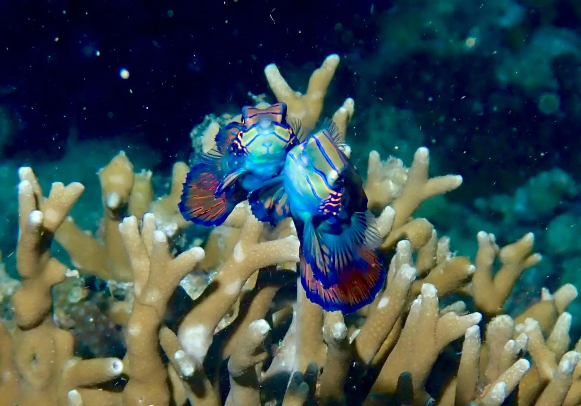 Diving in Little Mermaid Dive Resort