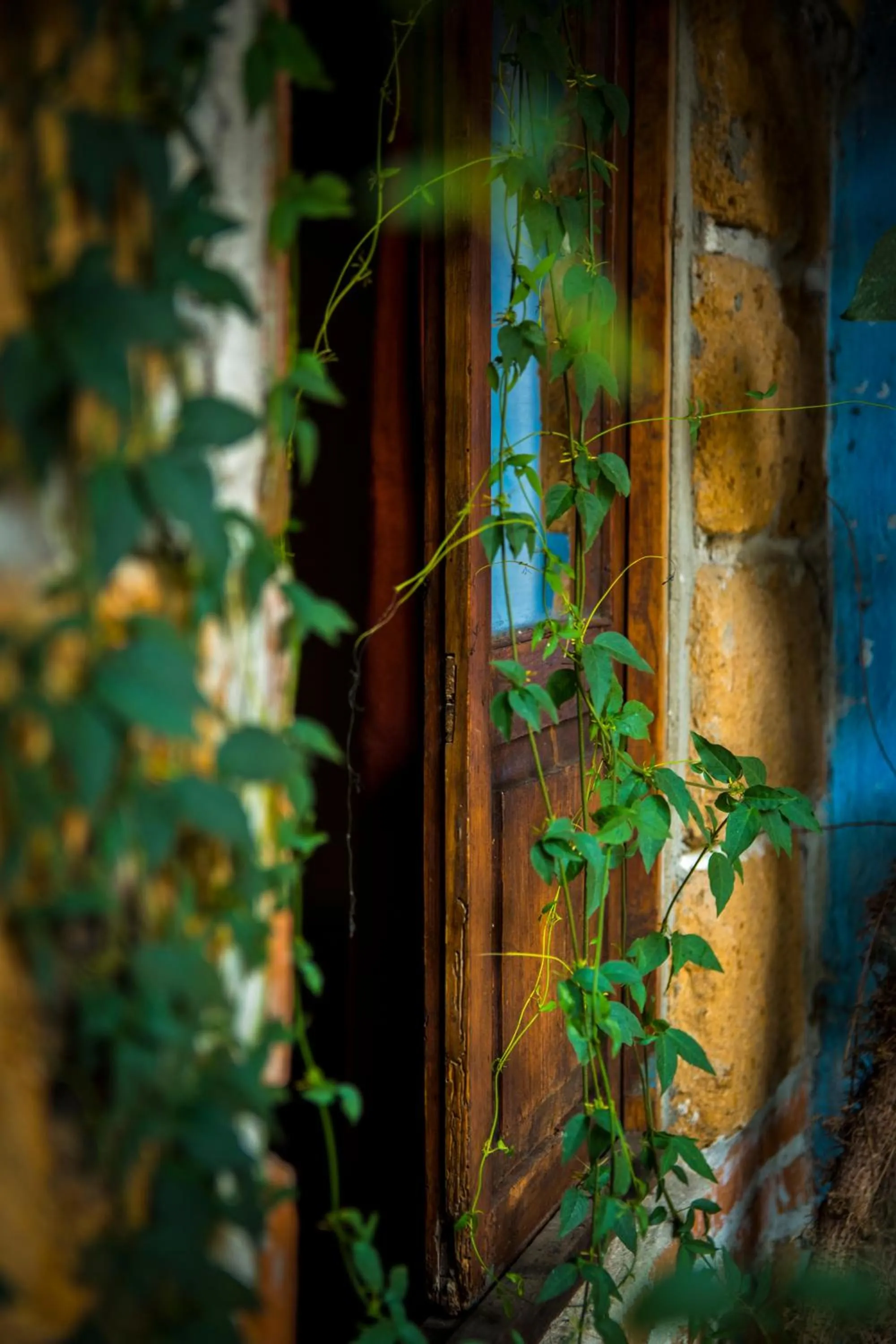 Garden view in Hotel CasaMia