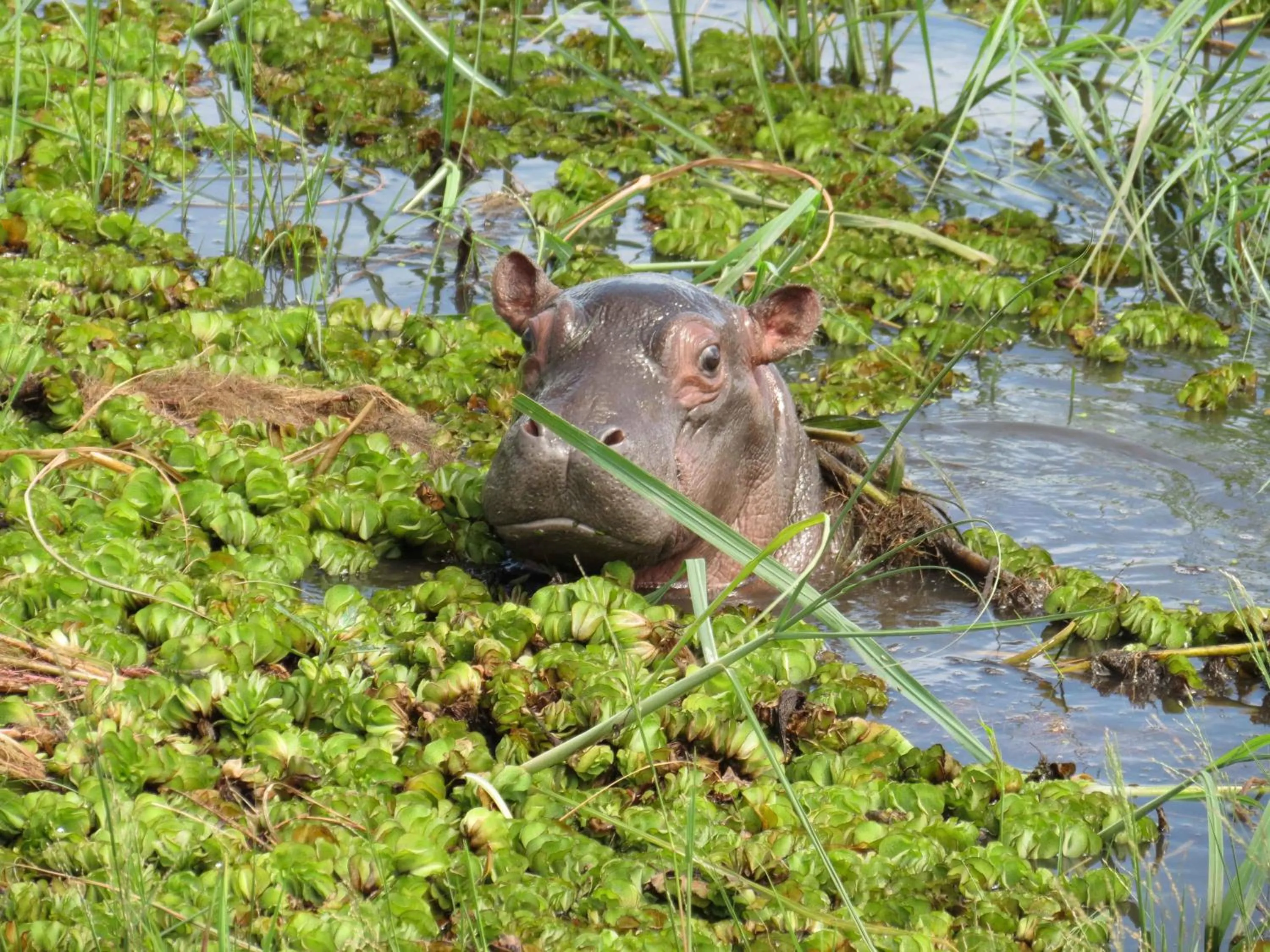 Other in The Old House