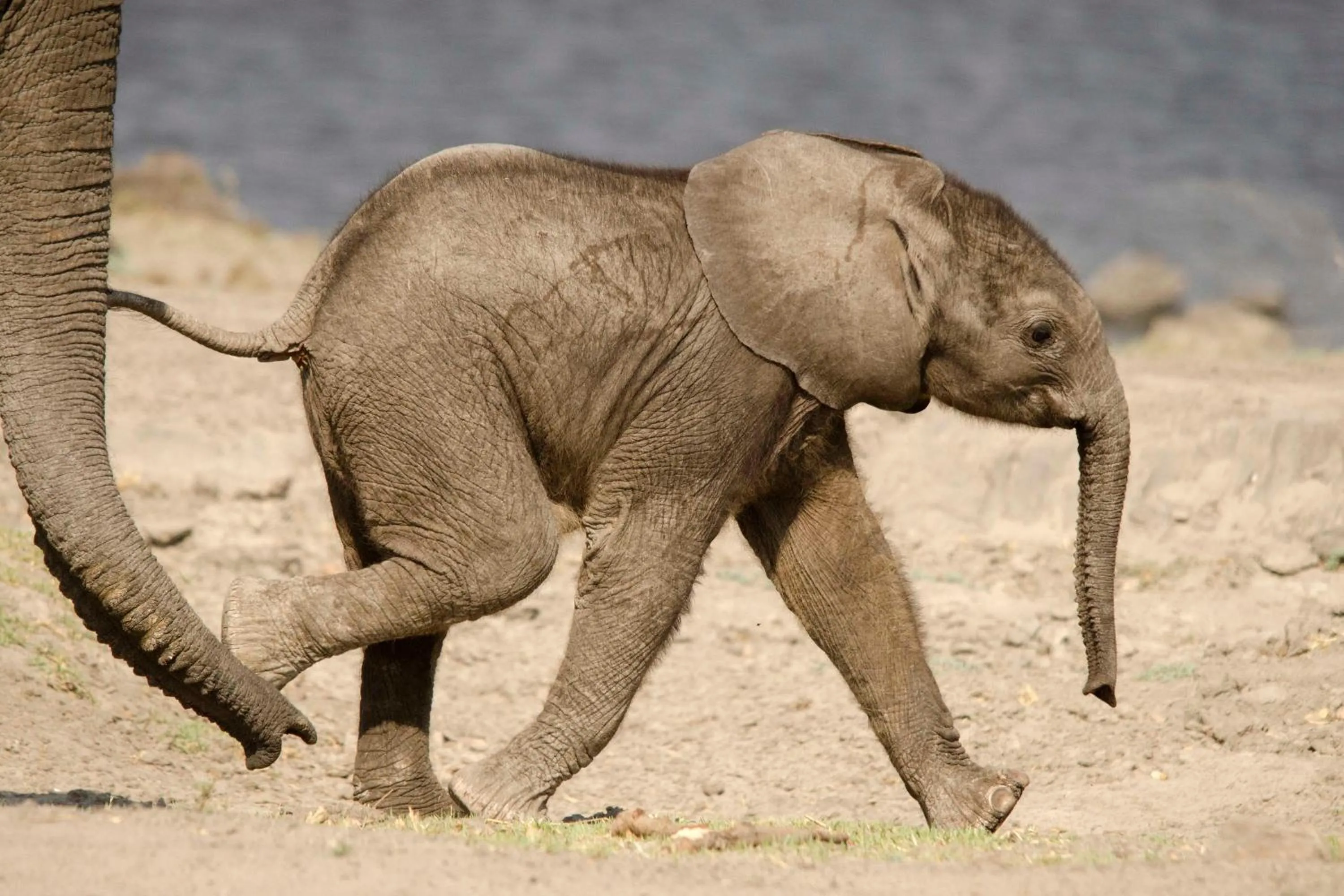 Animals in The Old House