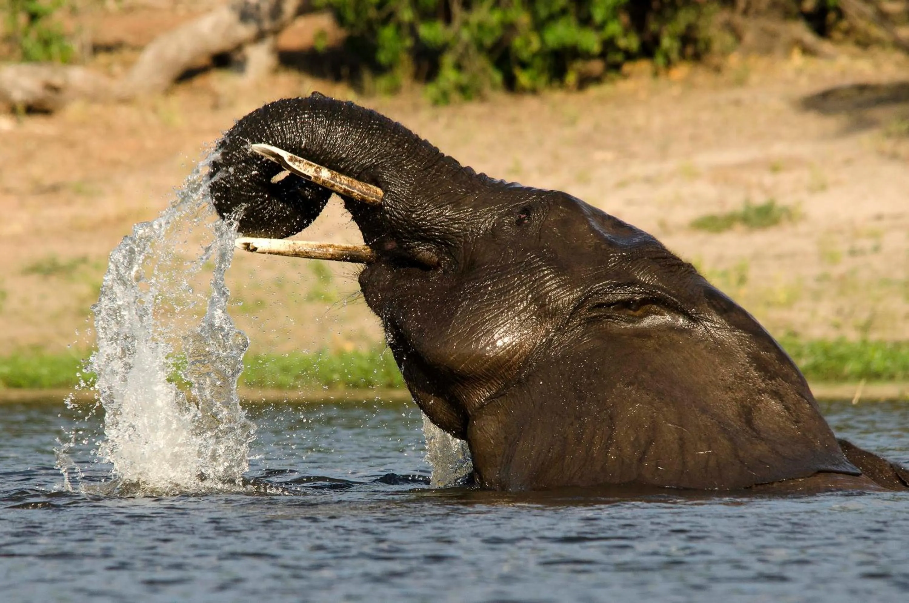 Activities in The Old House