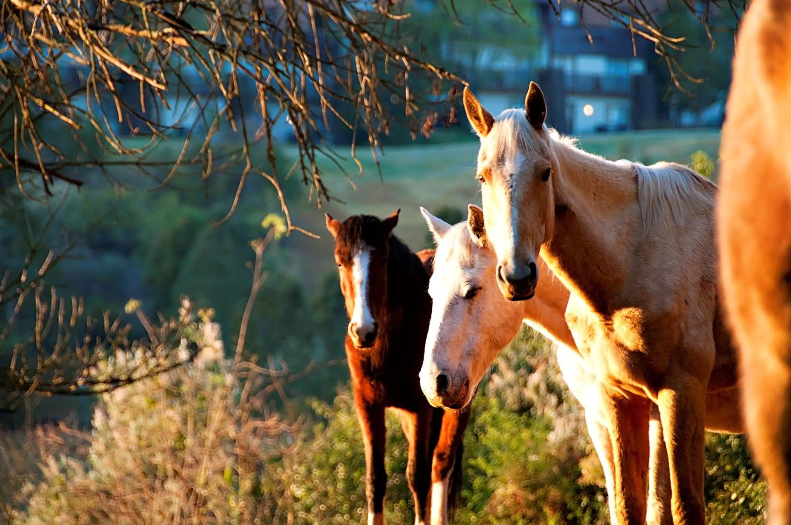 Nearby landmark in Drakensberg Sun Resort